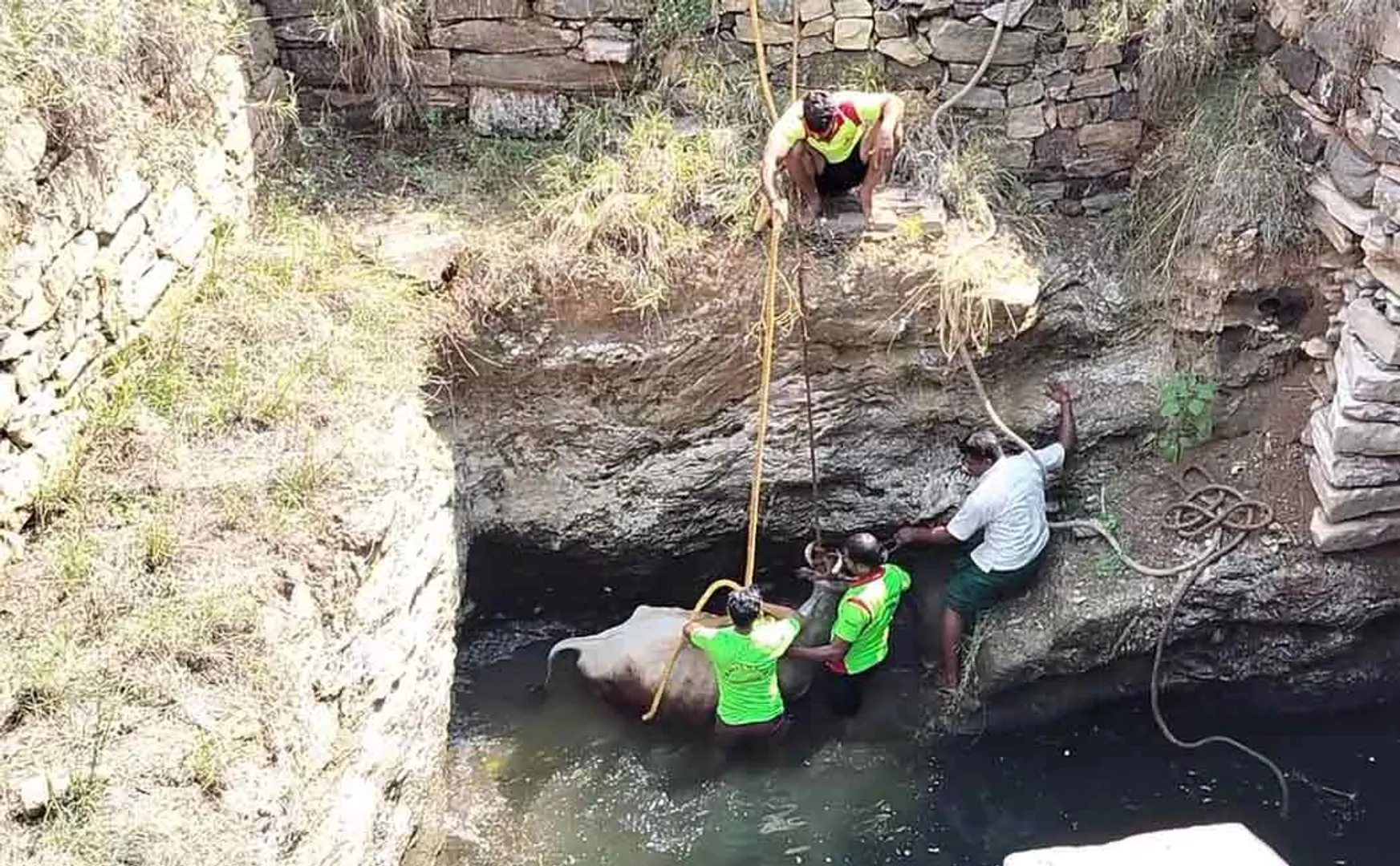 karur velliyanai neraset cow into well safety recover 
