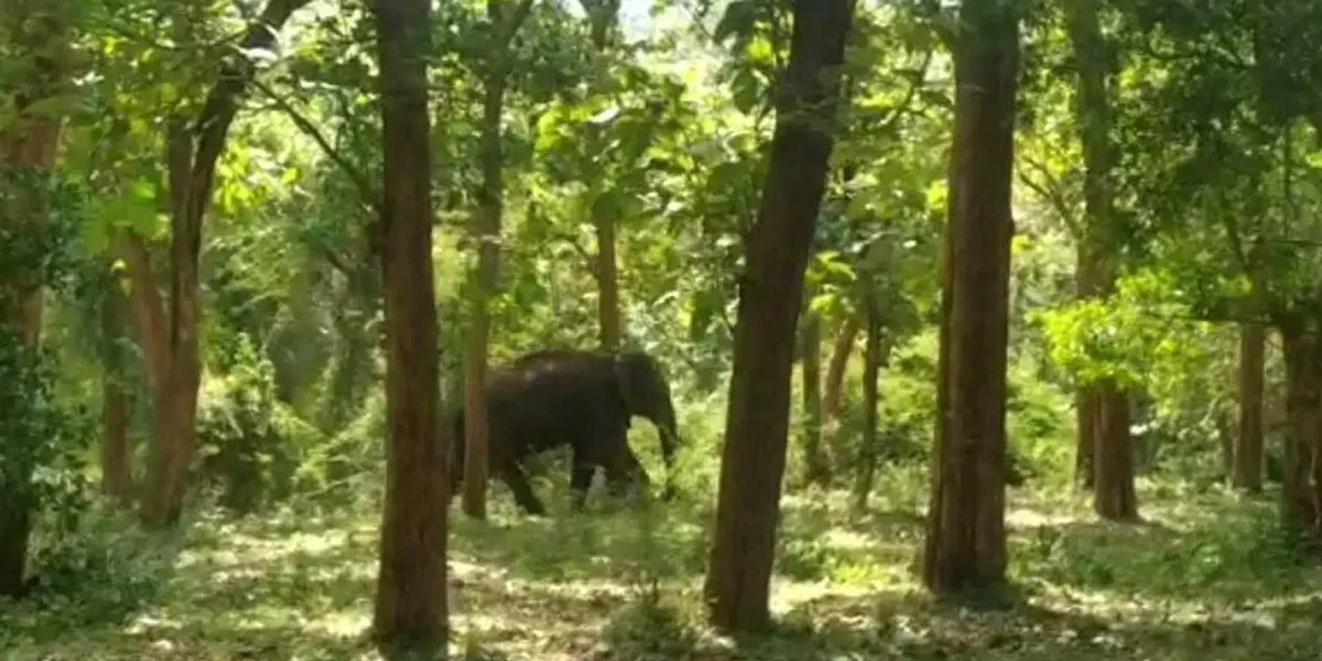 arikompam wild elephant