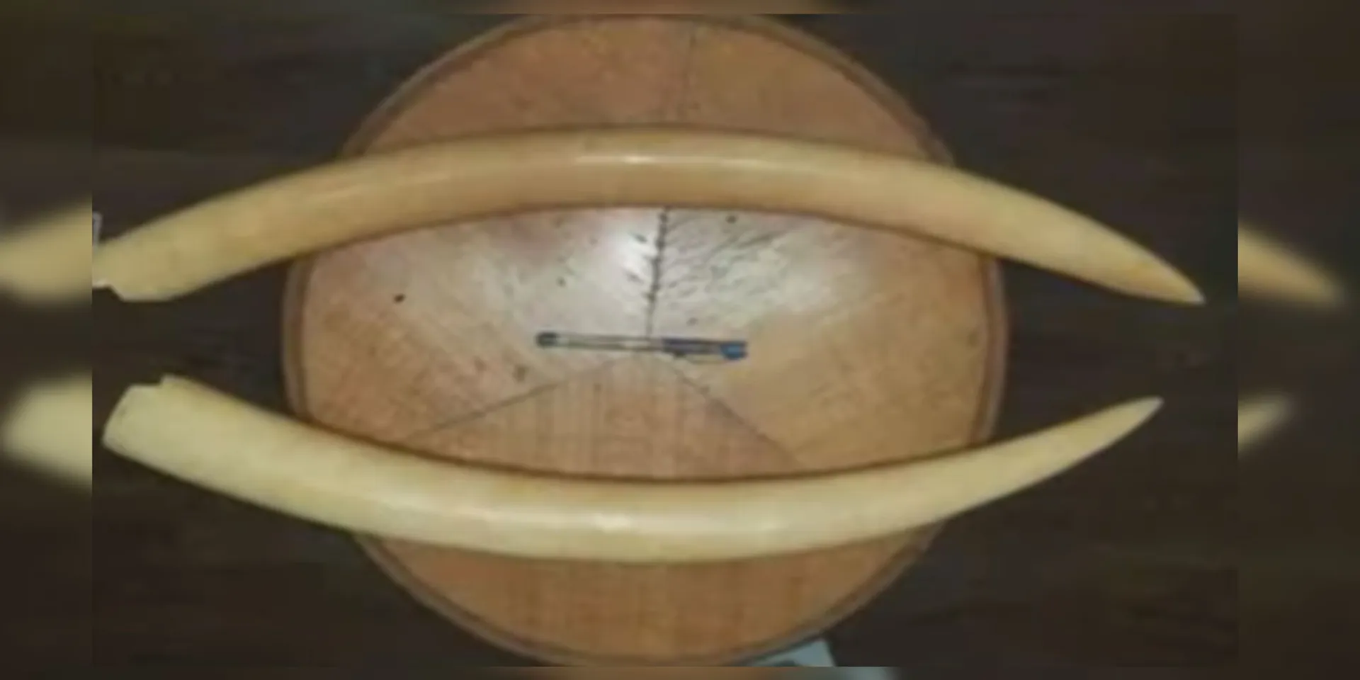 7 people were arrested for trying to sell elephant tusks