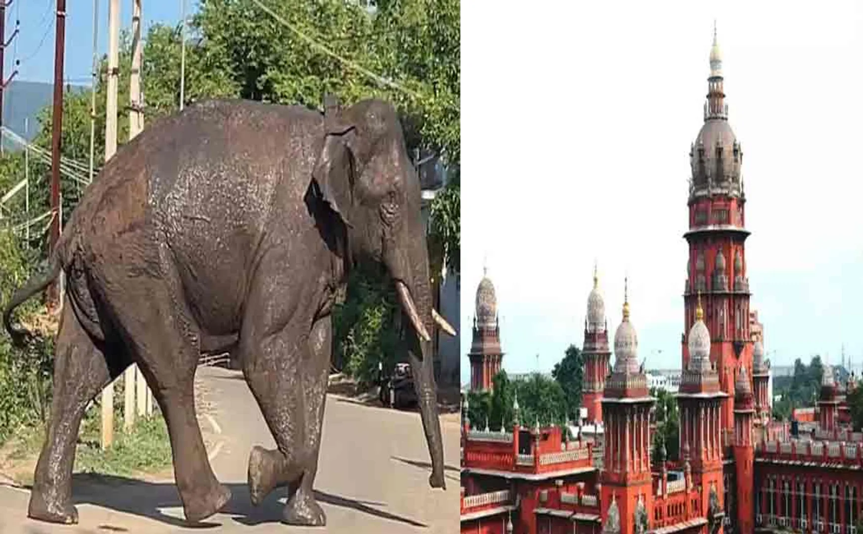 'Where to release the captured elephant' - High Court's order in the case