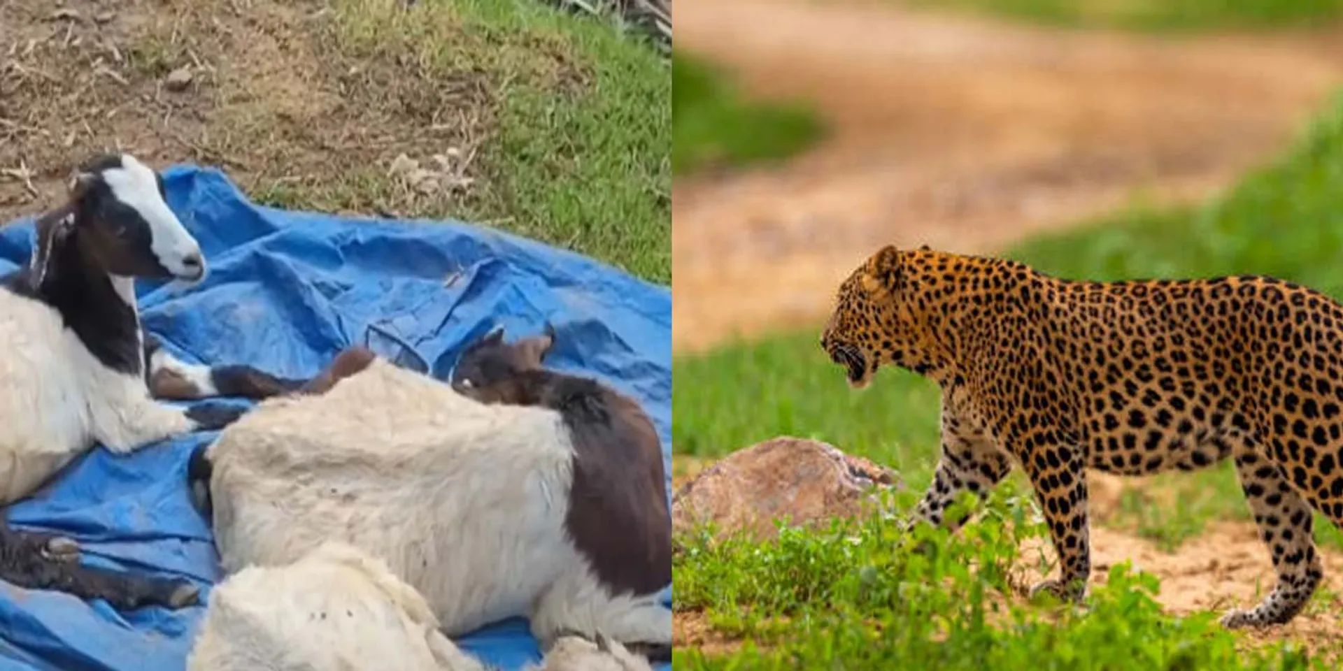 A single leopard hunting goats; Request to be caged