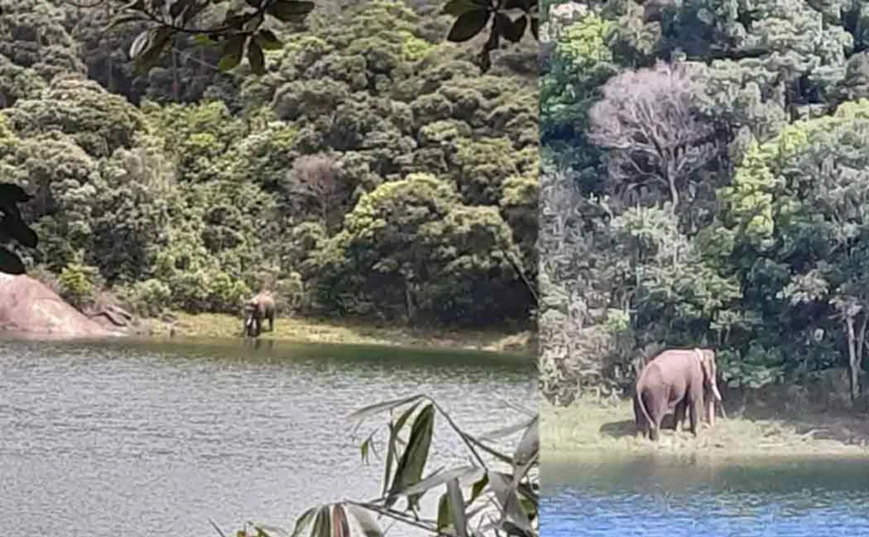 elephant arisi komban action fear manjolai people