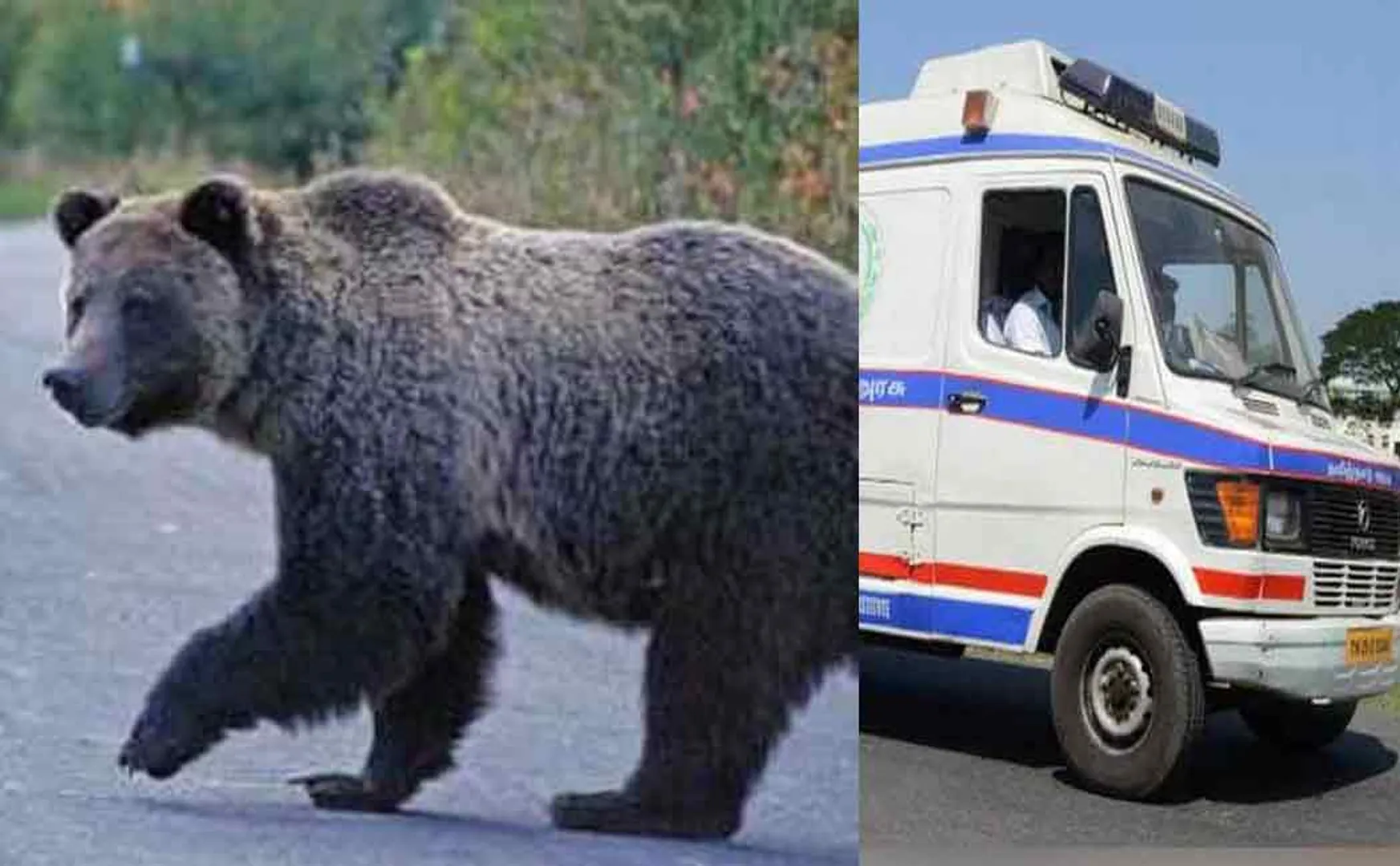 kallakurichi kalvarayan hills village bear and farmer incident