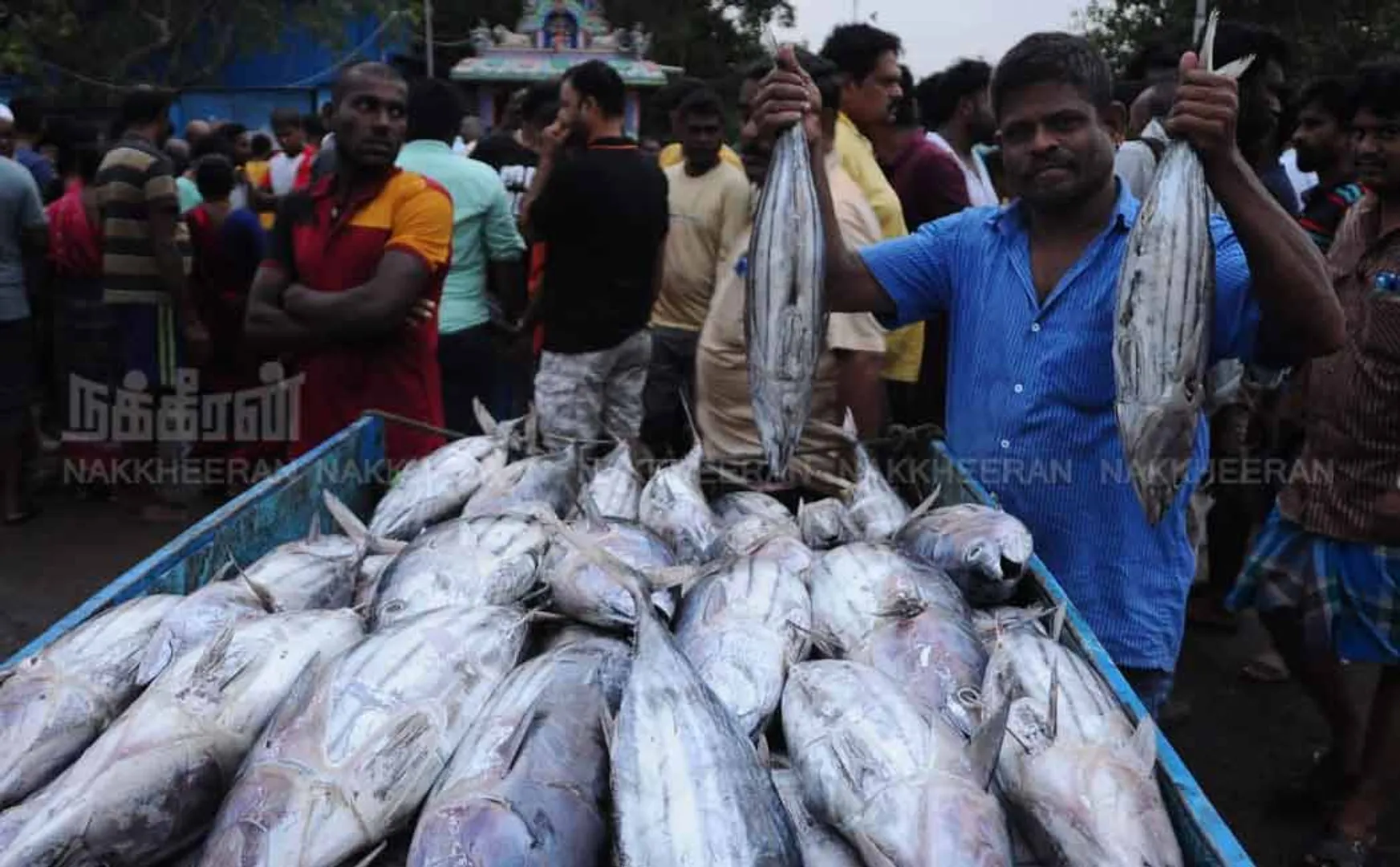 Kasimedu fish market 
