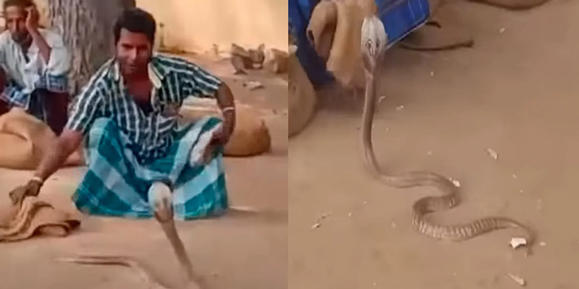  23 snakes caught in one day; Bustle in government transport workshop