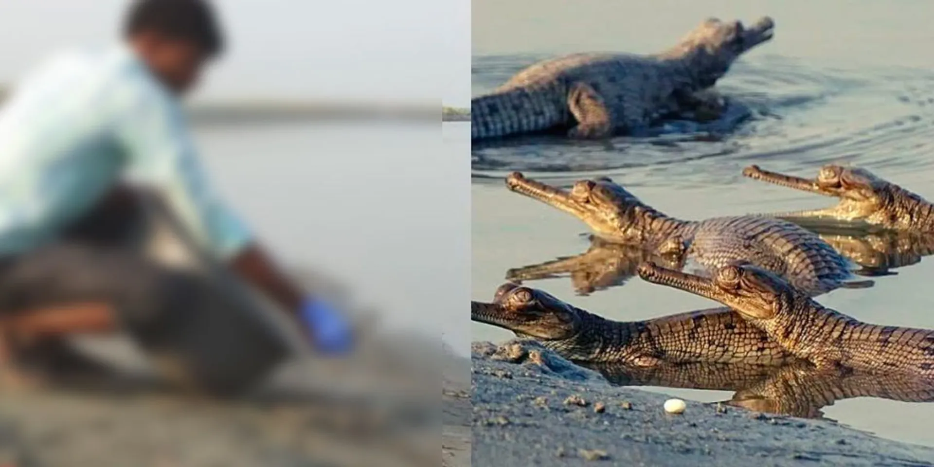  Parents who feed a loving couple to a crocodile; Shocked at the trial