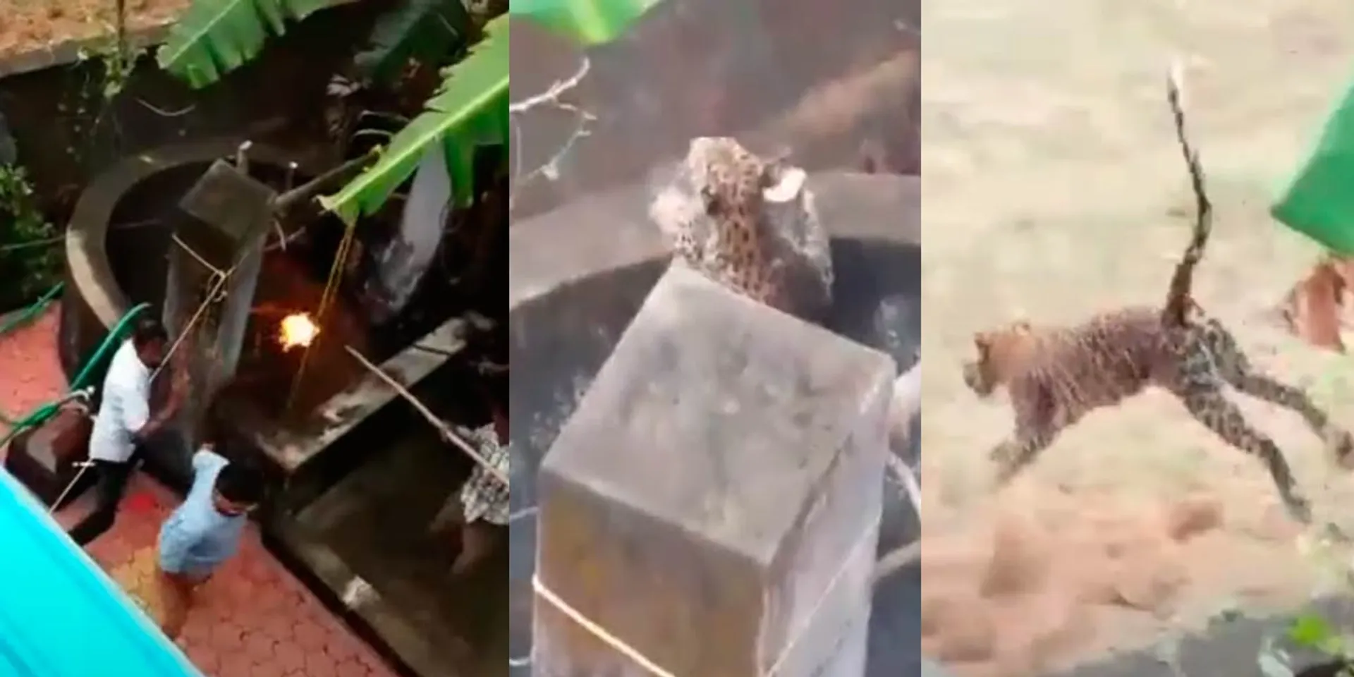 A leopard fell into a domestic well; The forest department showed the torch
