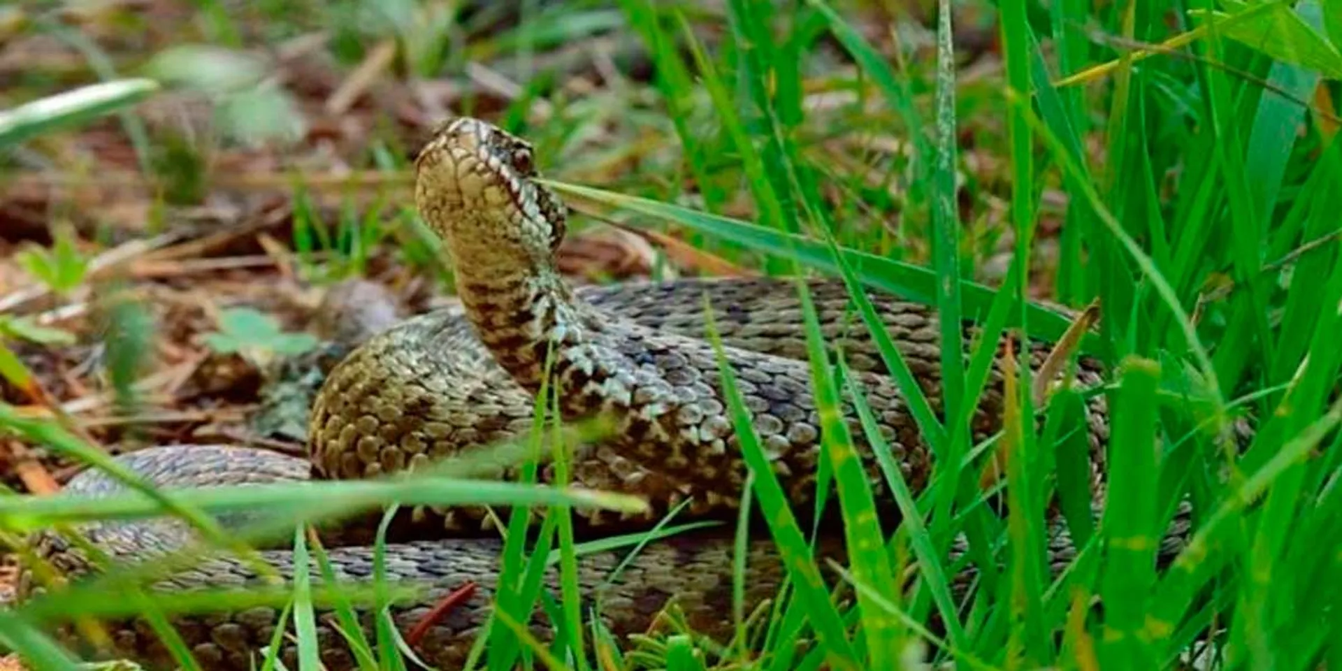 An old woman who was being treated for a snake bite died