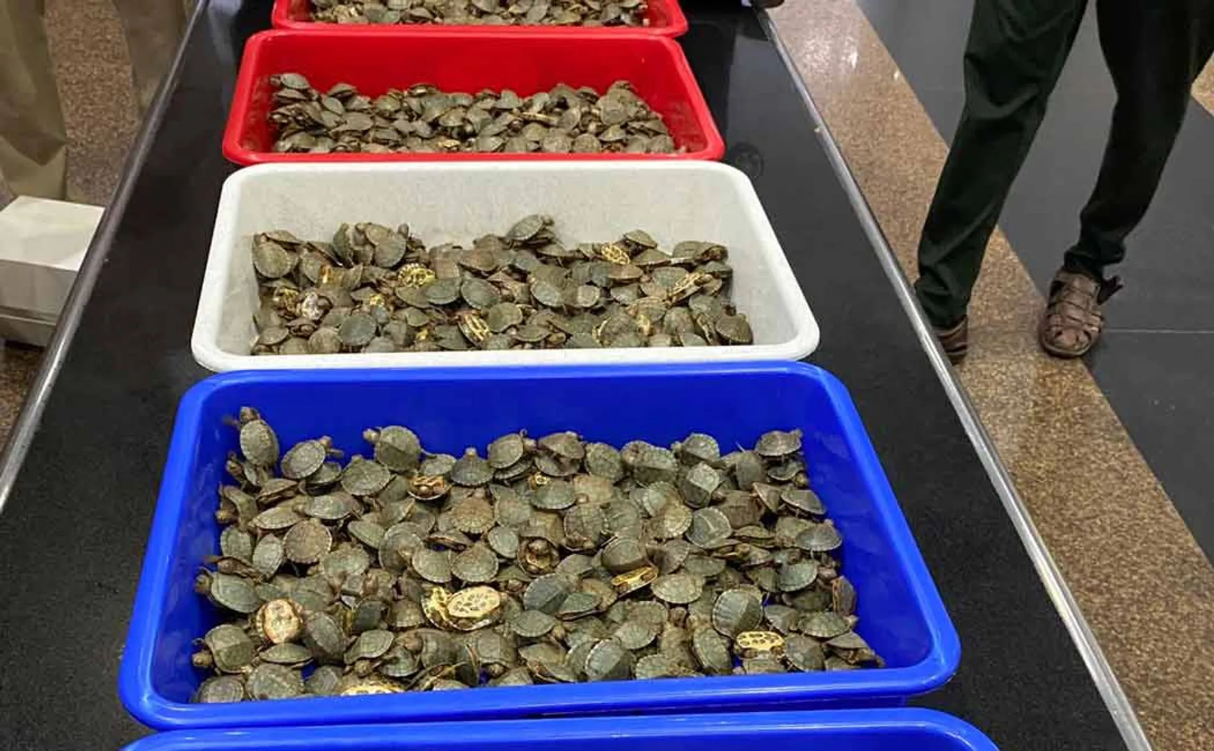 Tortoises brought from Kuala Lumpur were confiscated by authorities Trichy airport