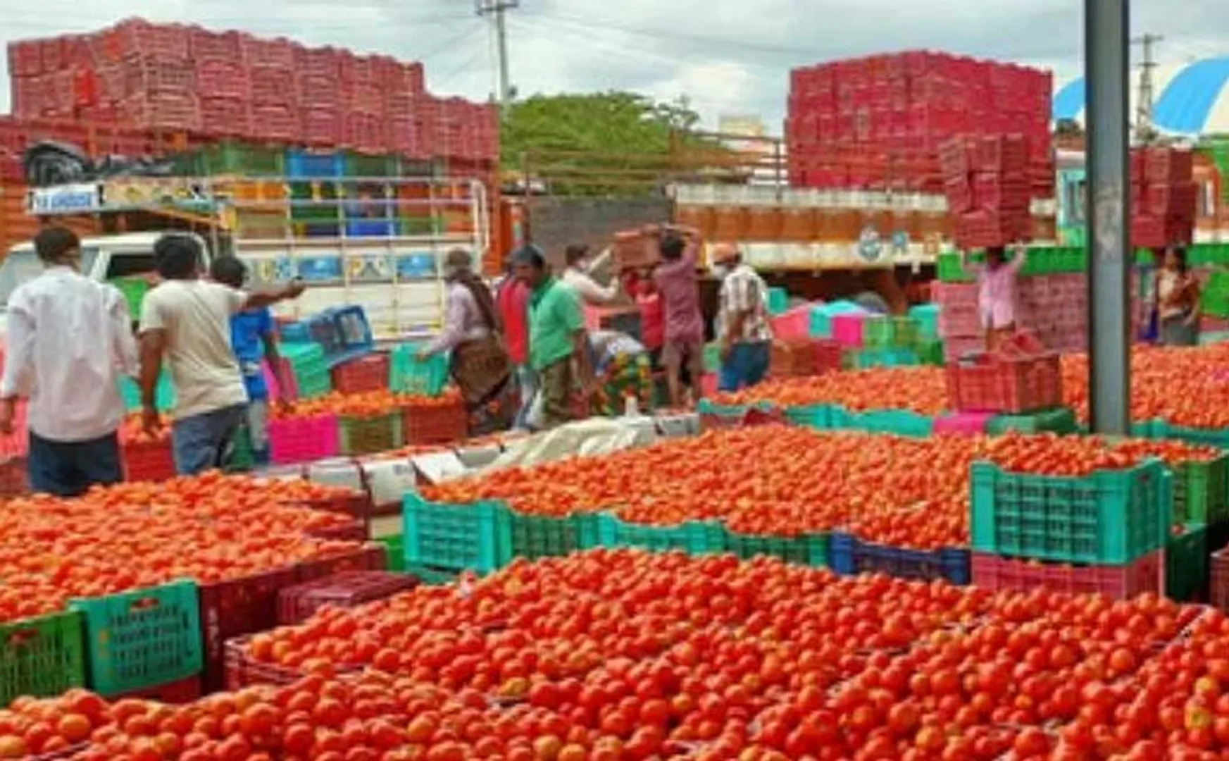 one kg of tomato is sold at Rs 100