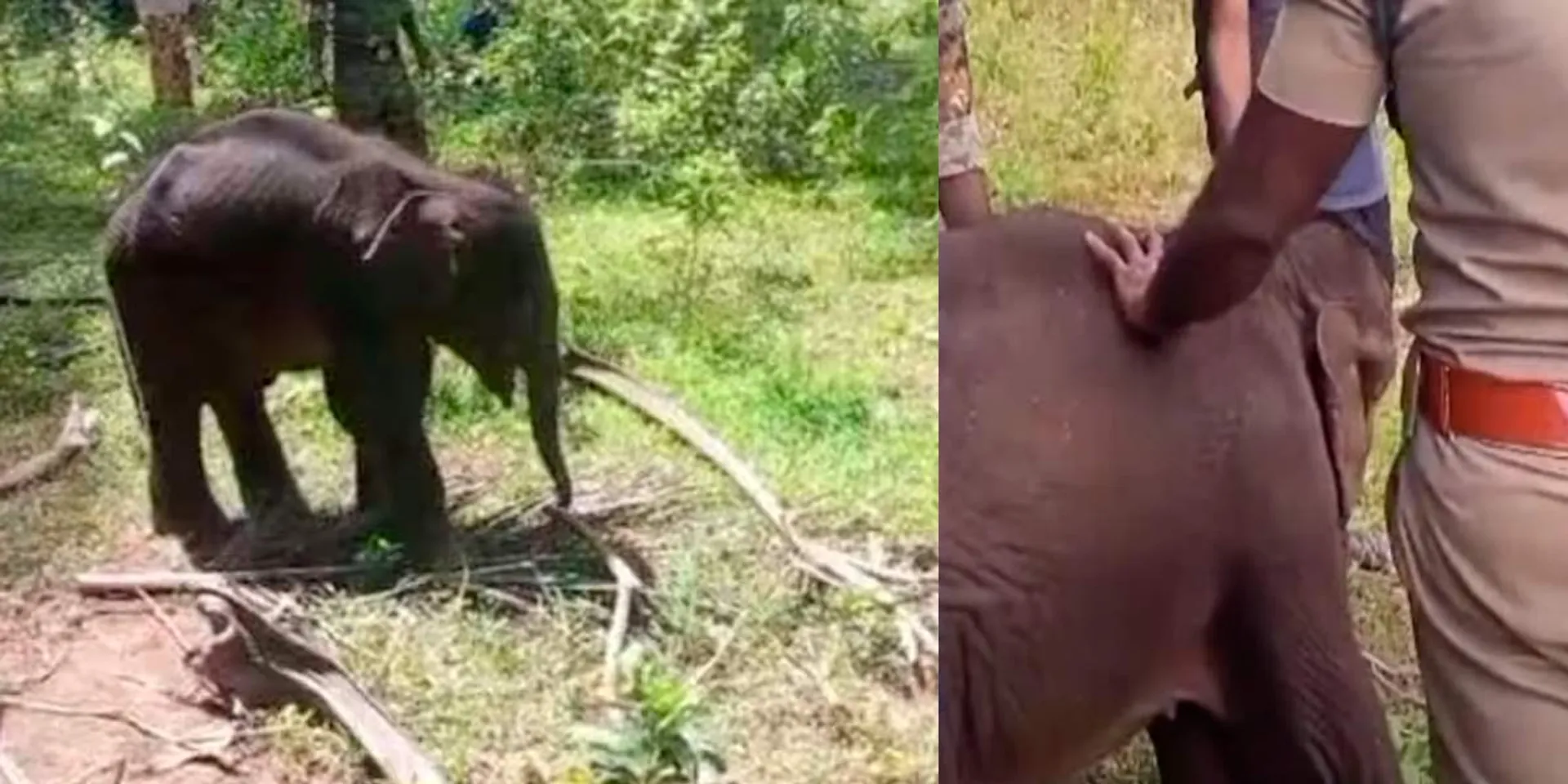 13 days after separation from mother; The baby elephant lost their live in tragedy