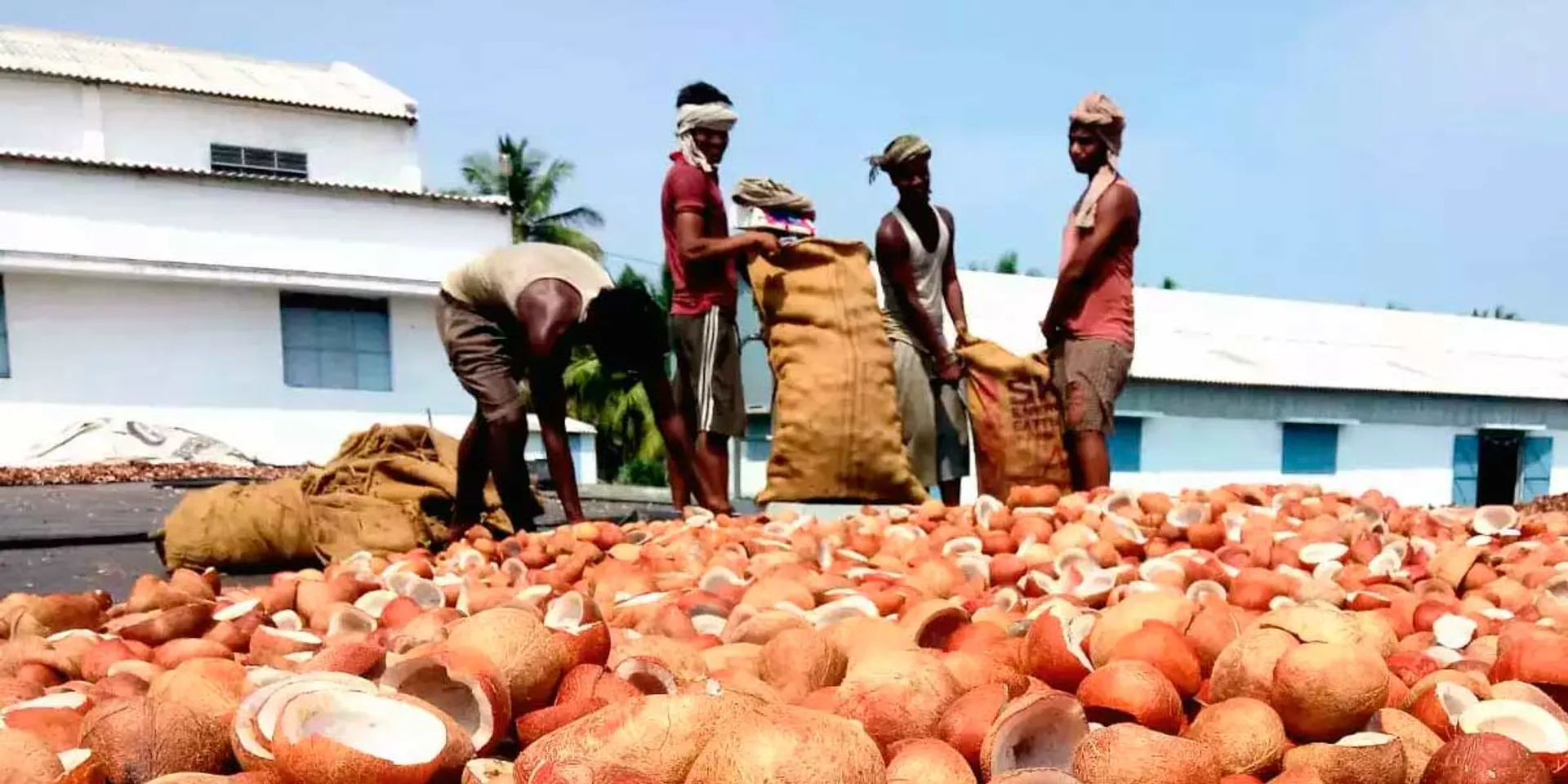 1 27 crores of Kopprai coconut auctioned