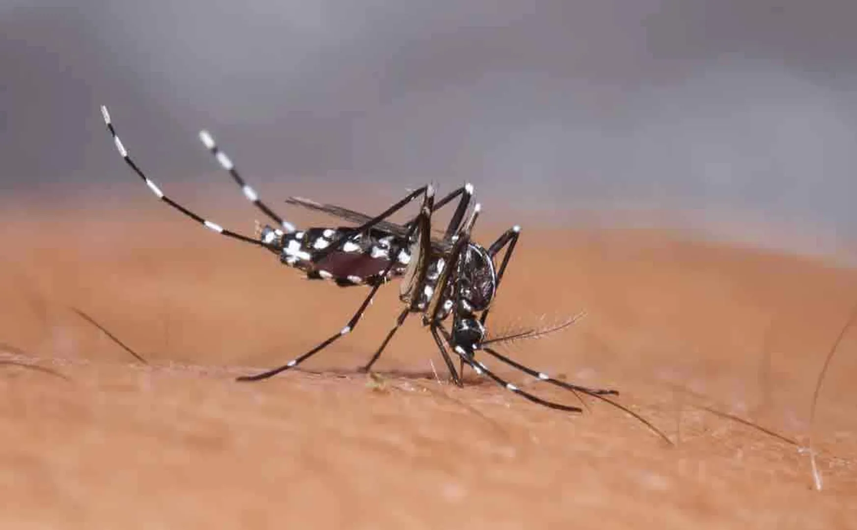 tamil nadu govt prevention action for dengue fever