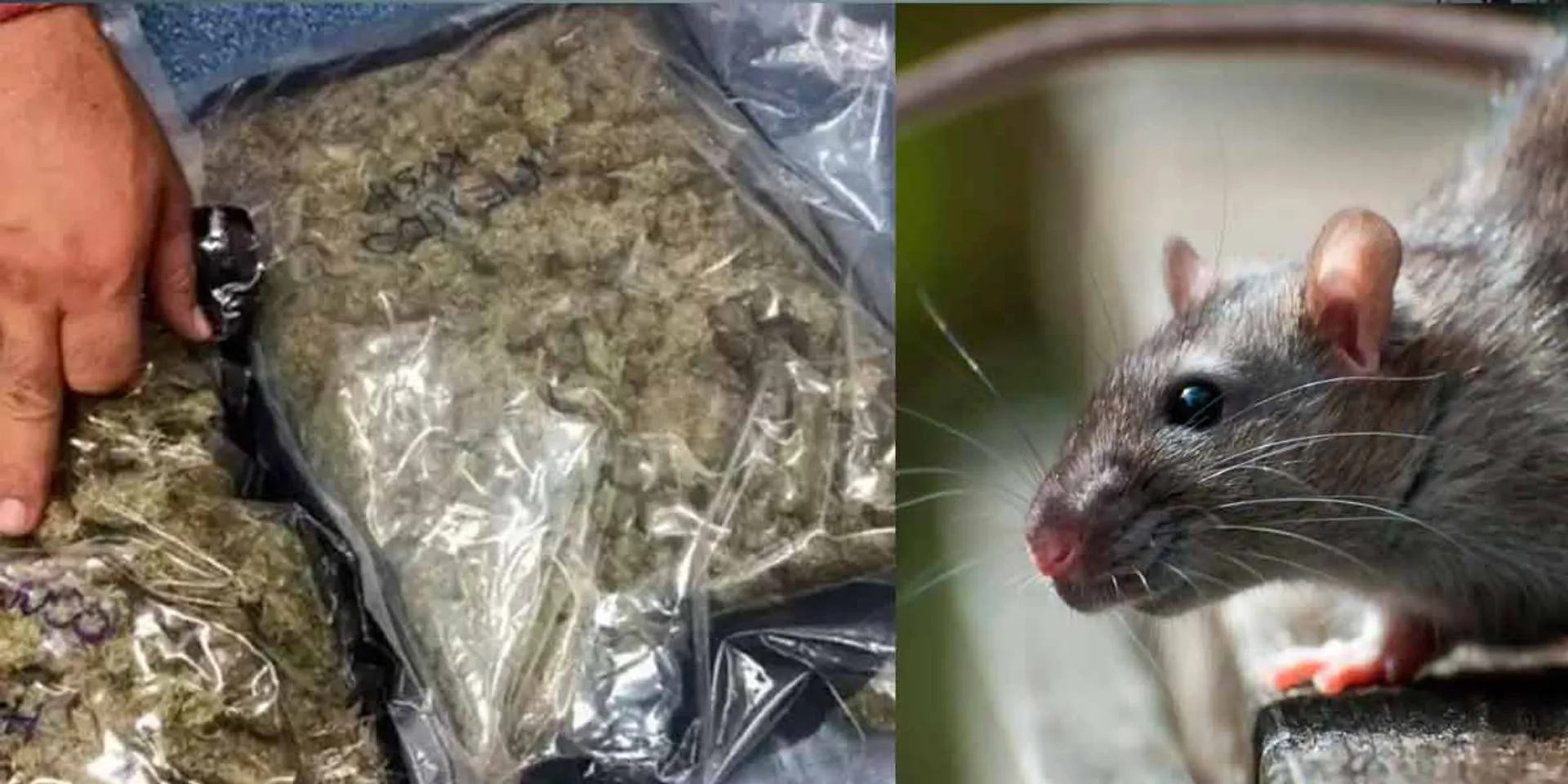 Rat-free individuals