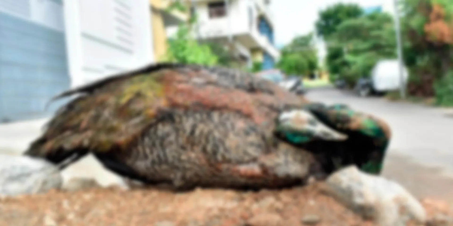 Male peacock lost due to electrocution