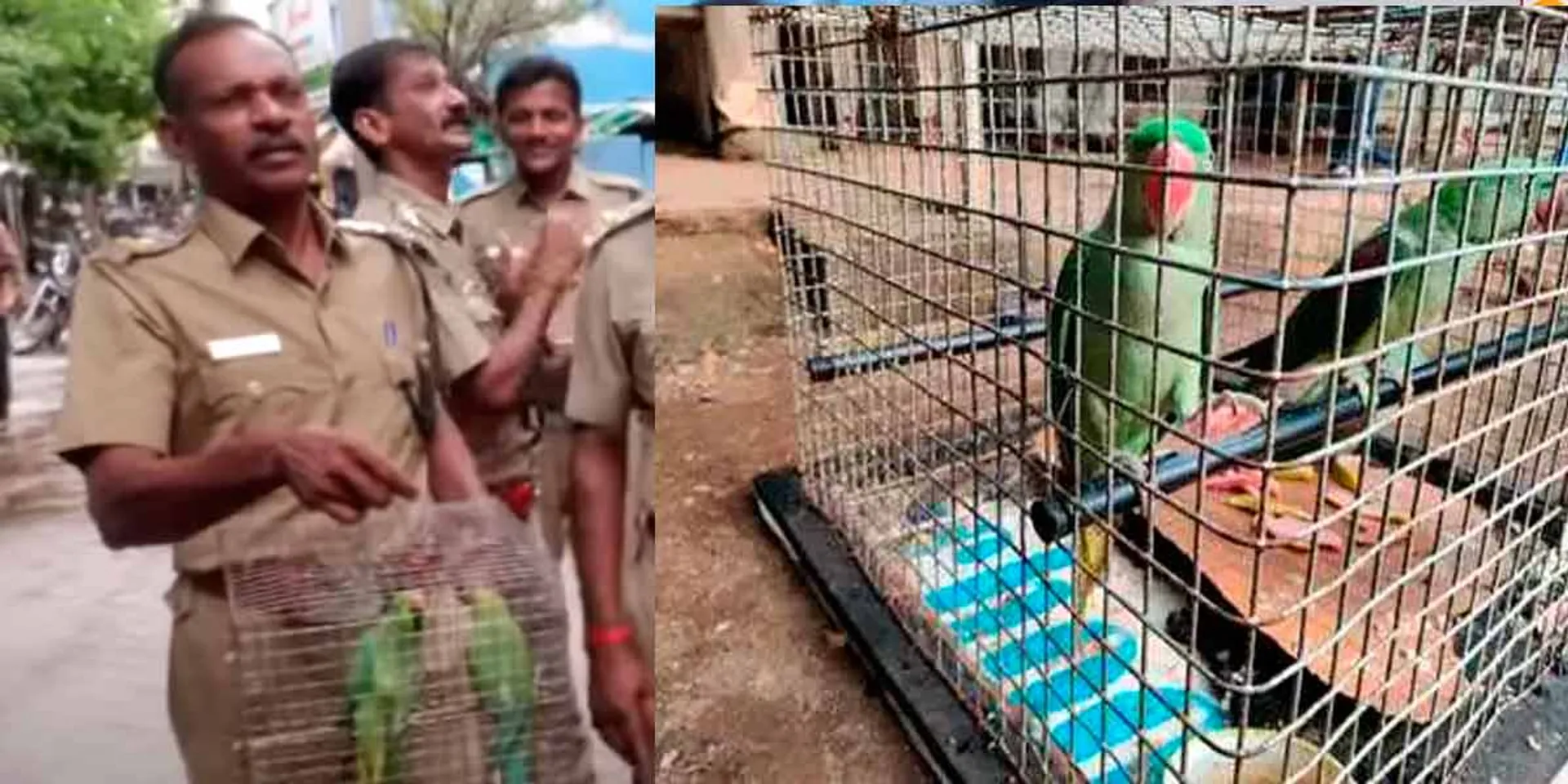  Forest Department warns parrot breeders at home