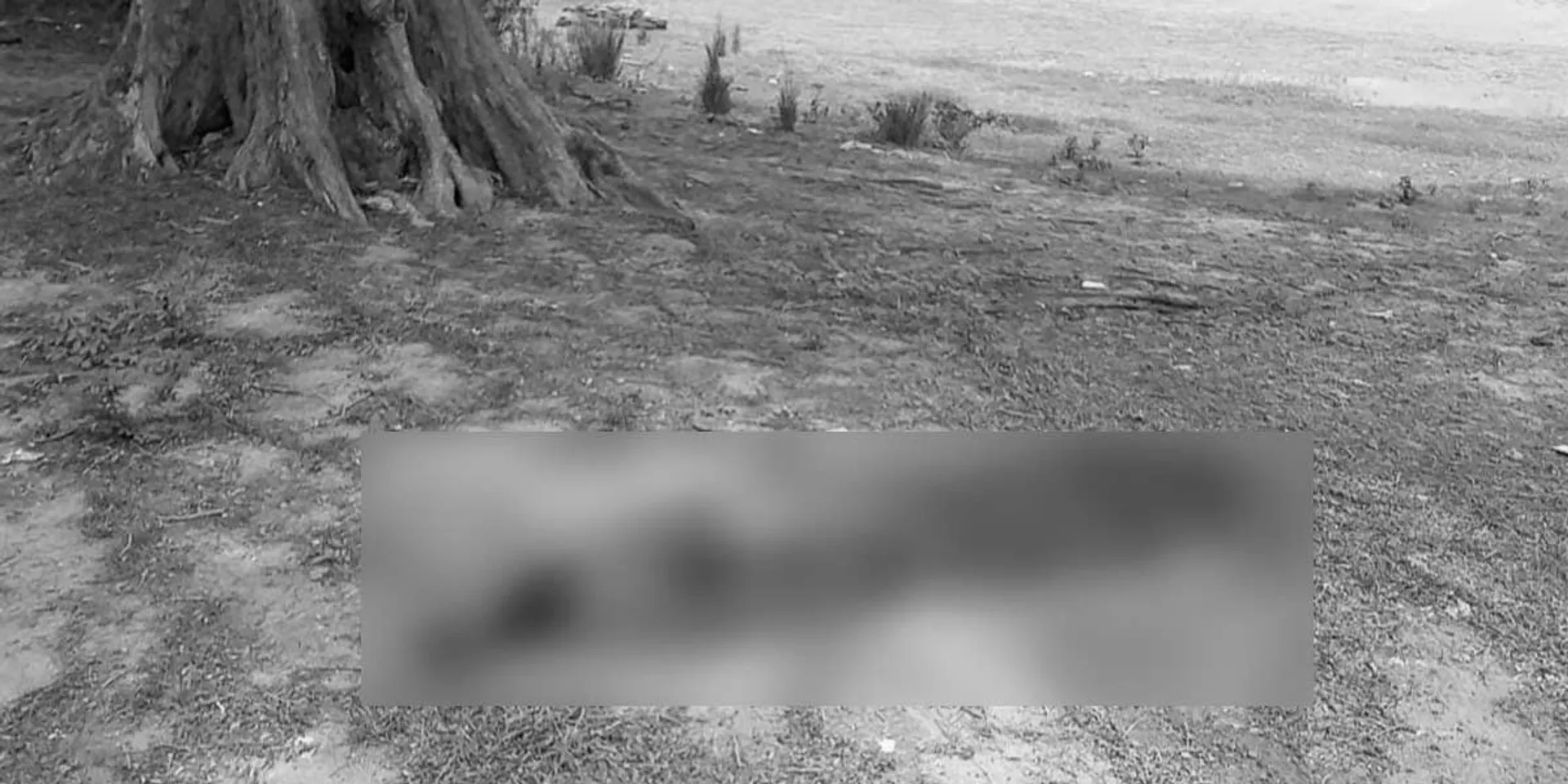 Peacock found dead on the lake shore; Forest Department investigation