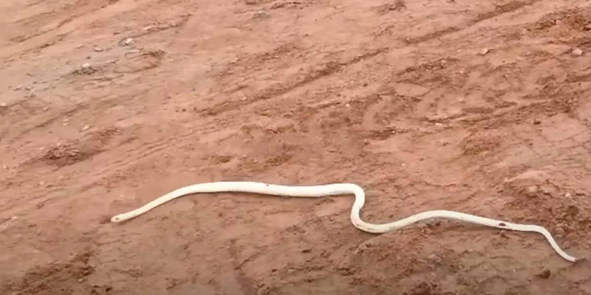  A spotted white snake; The villagers were amazed
