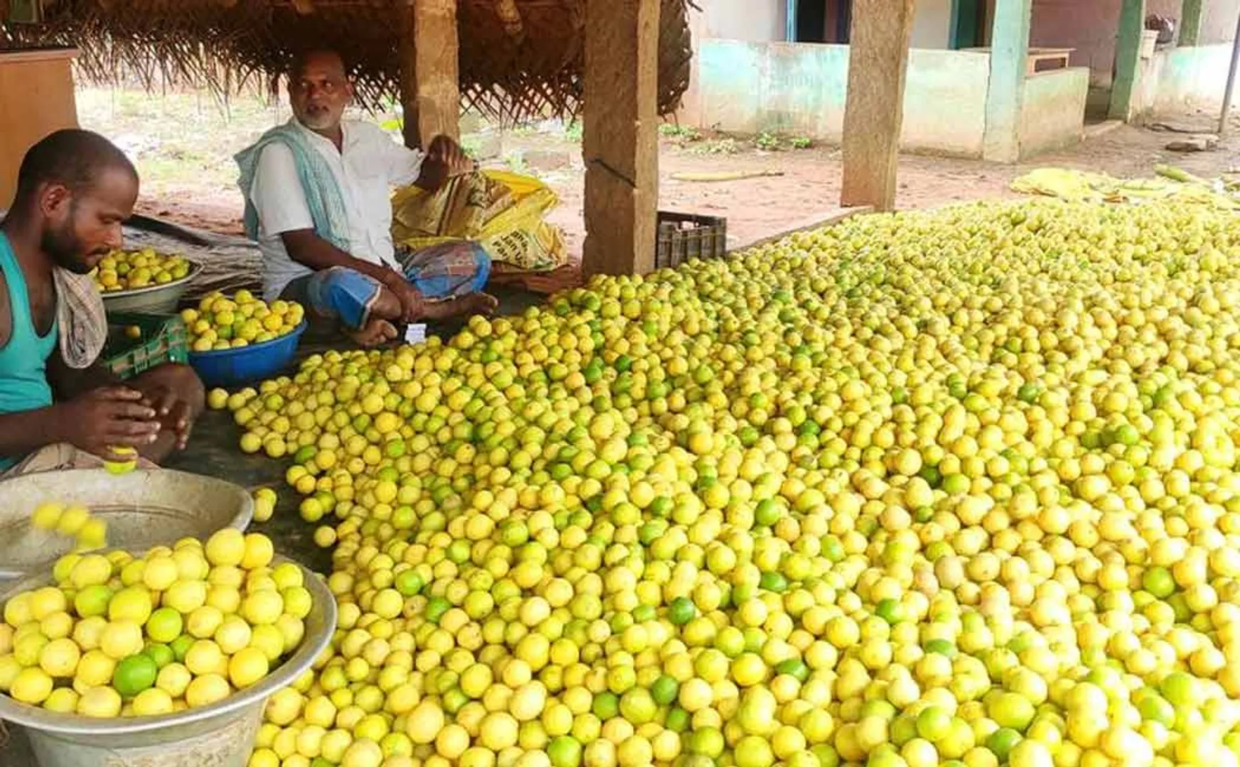 price of lemon has fallen sharply