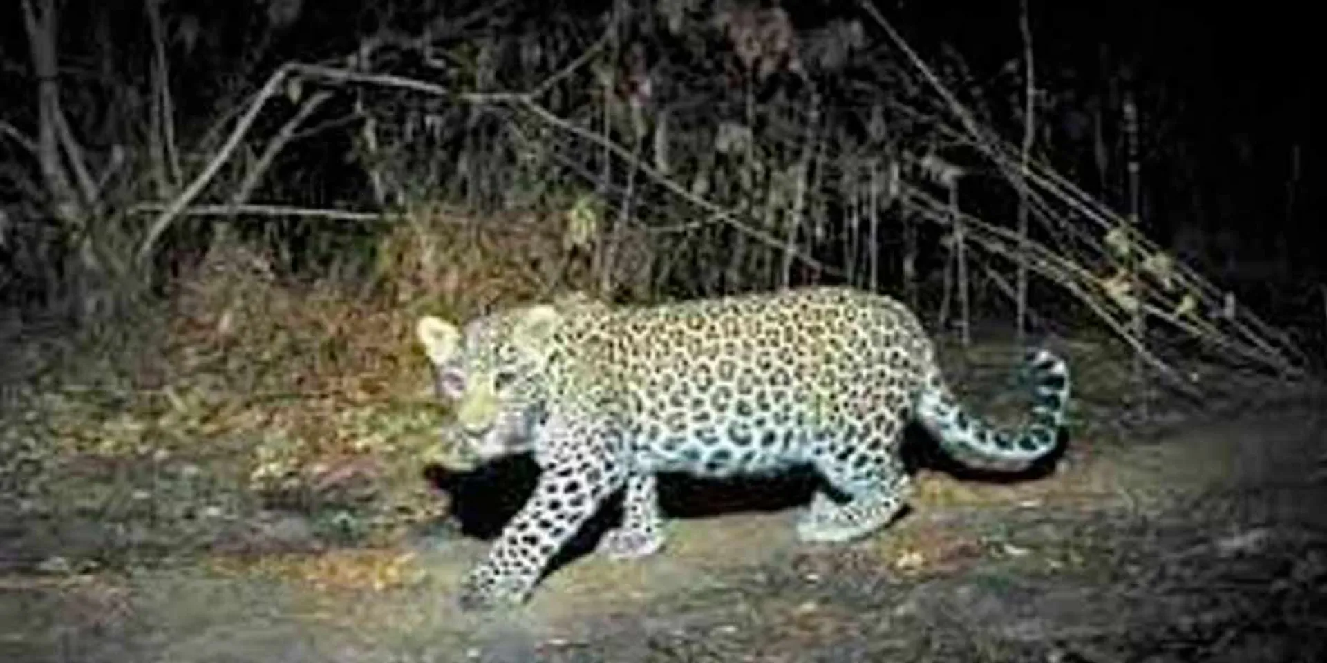  Request to cage the leopard 