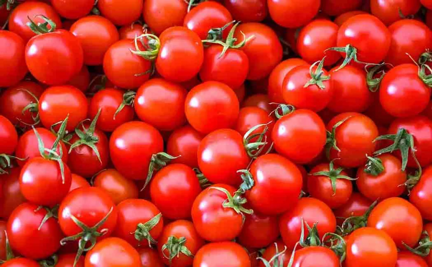 In 20 days Rs. 30 lakhs; Tomato farmer passes away 