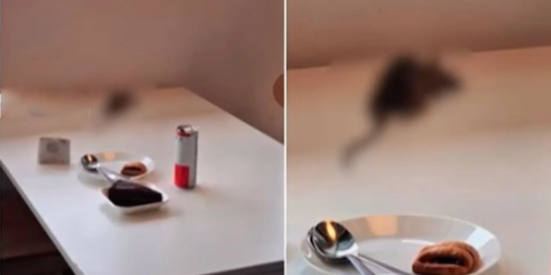 A rat fell from the ceiling onto a plate; A popular hotel issue