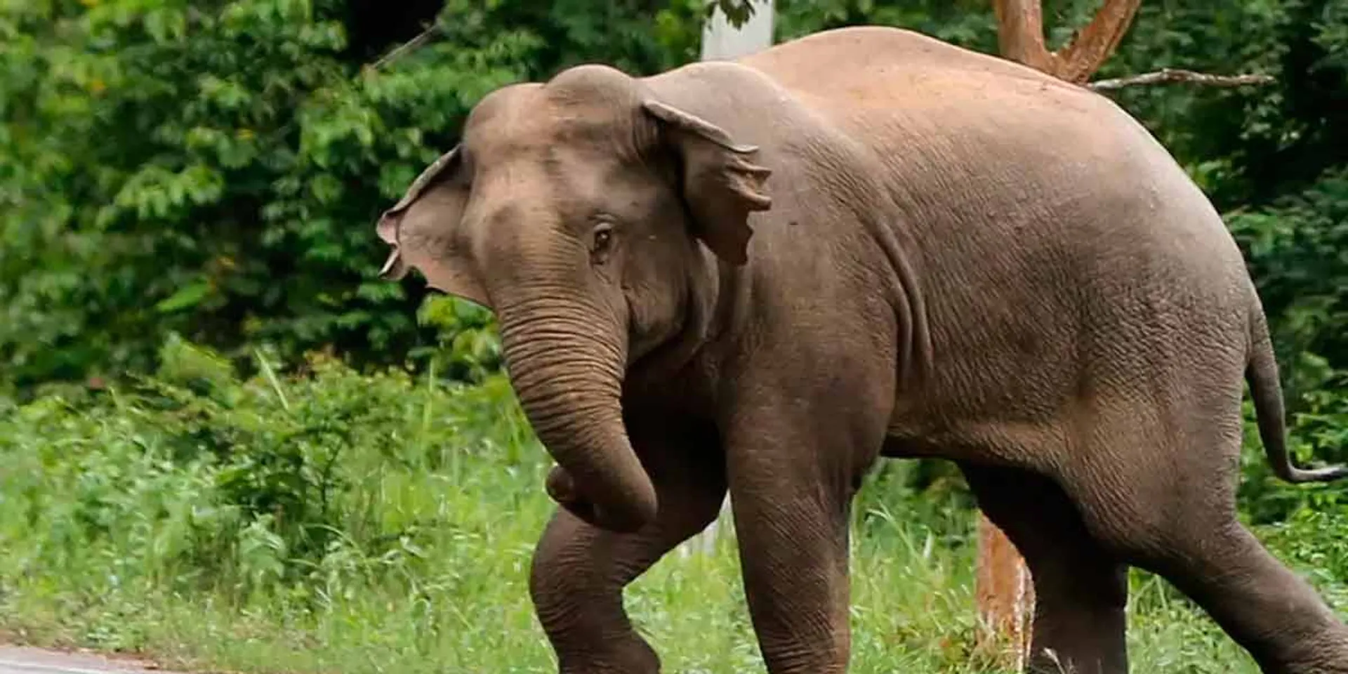 The elephant that broke the door of the grocery store and tasted the tomatoes