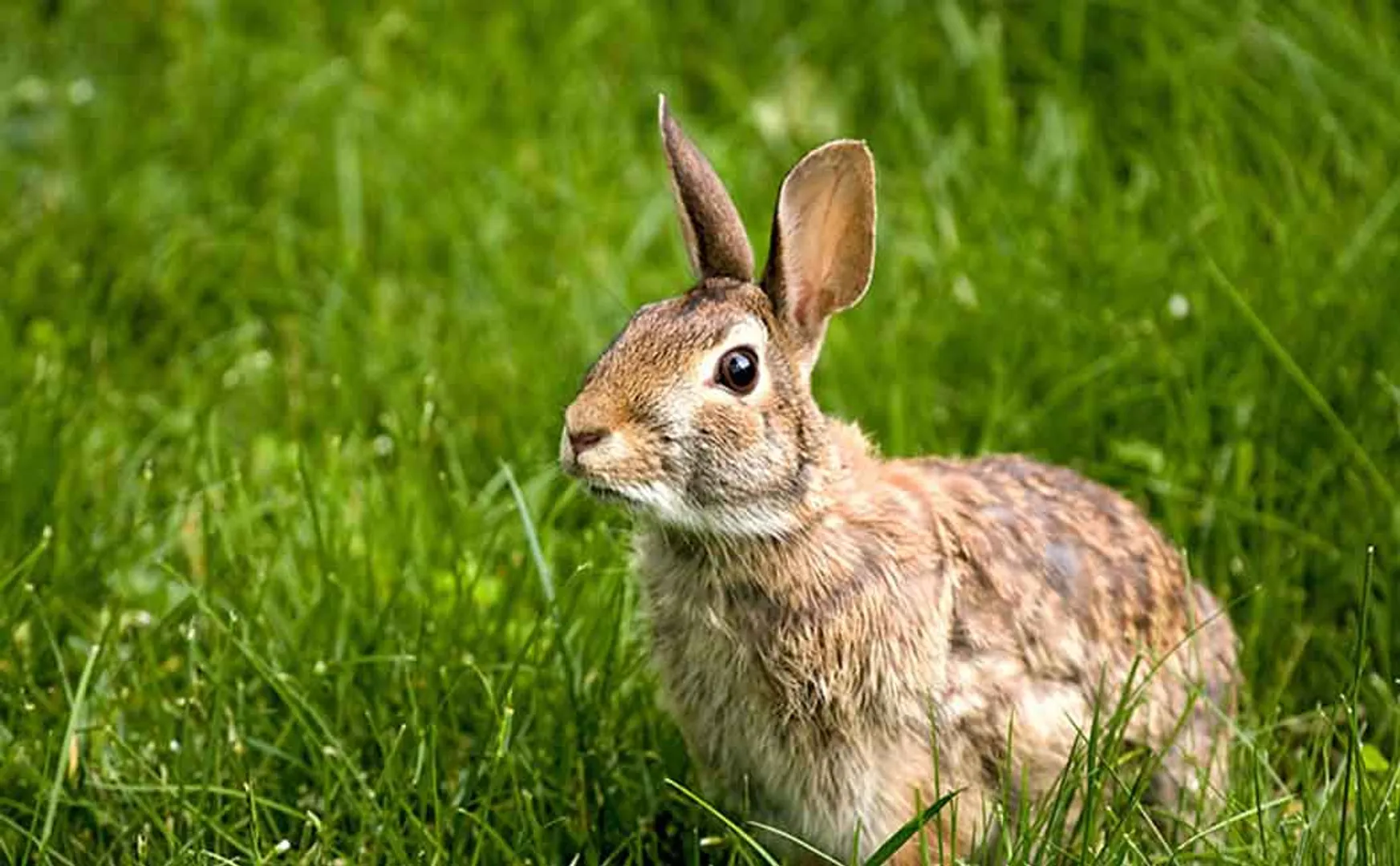 A gang set up a WhatsApp group for wild rabbit; Case against 107 people