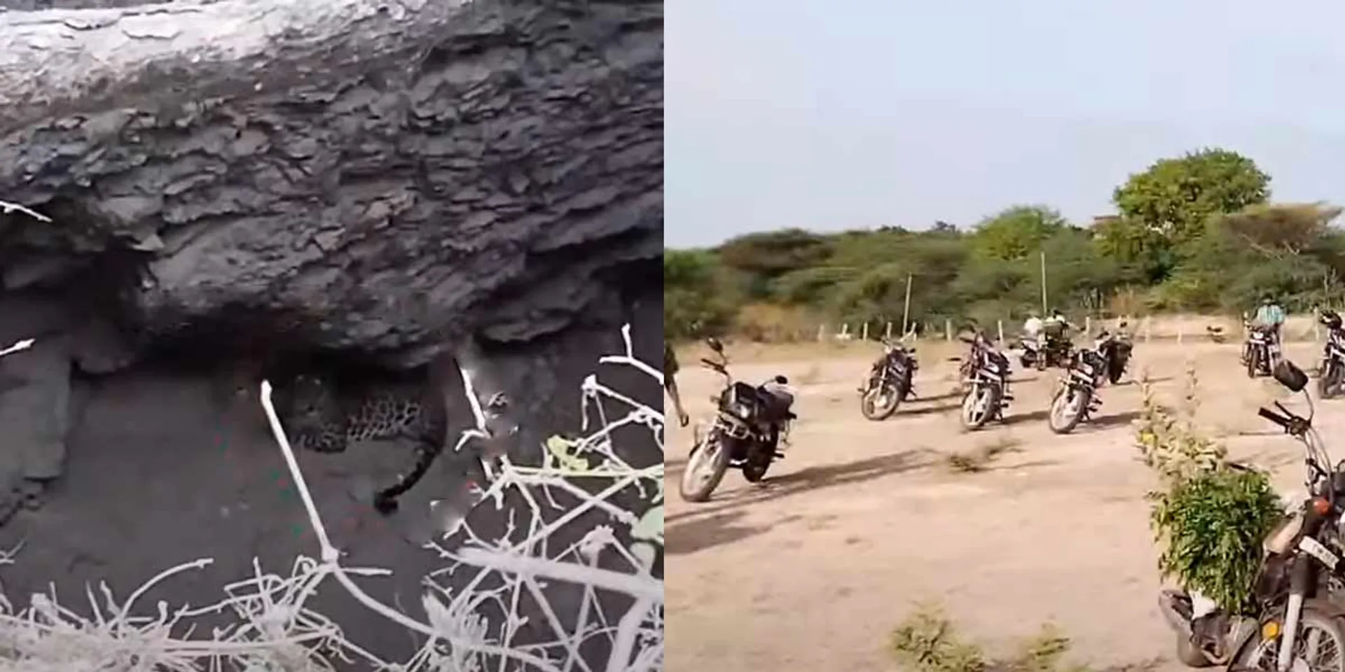  A leopard fell into a well; Invaded villages to see