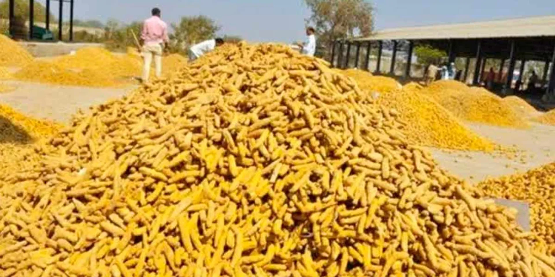 Turmeric price went to peak...- Farmers are happy...!