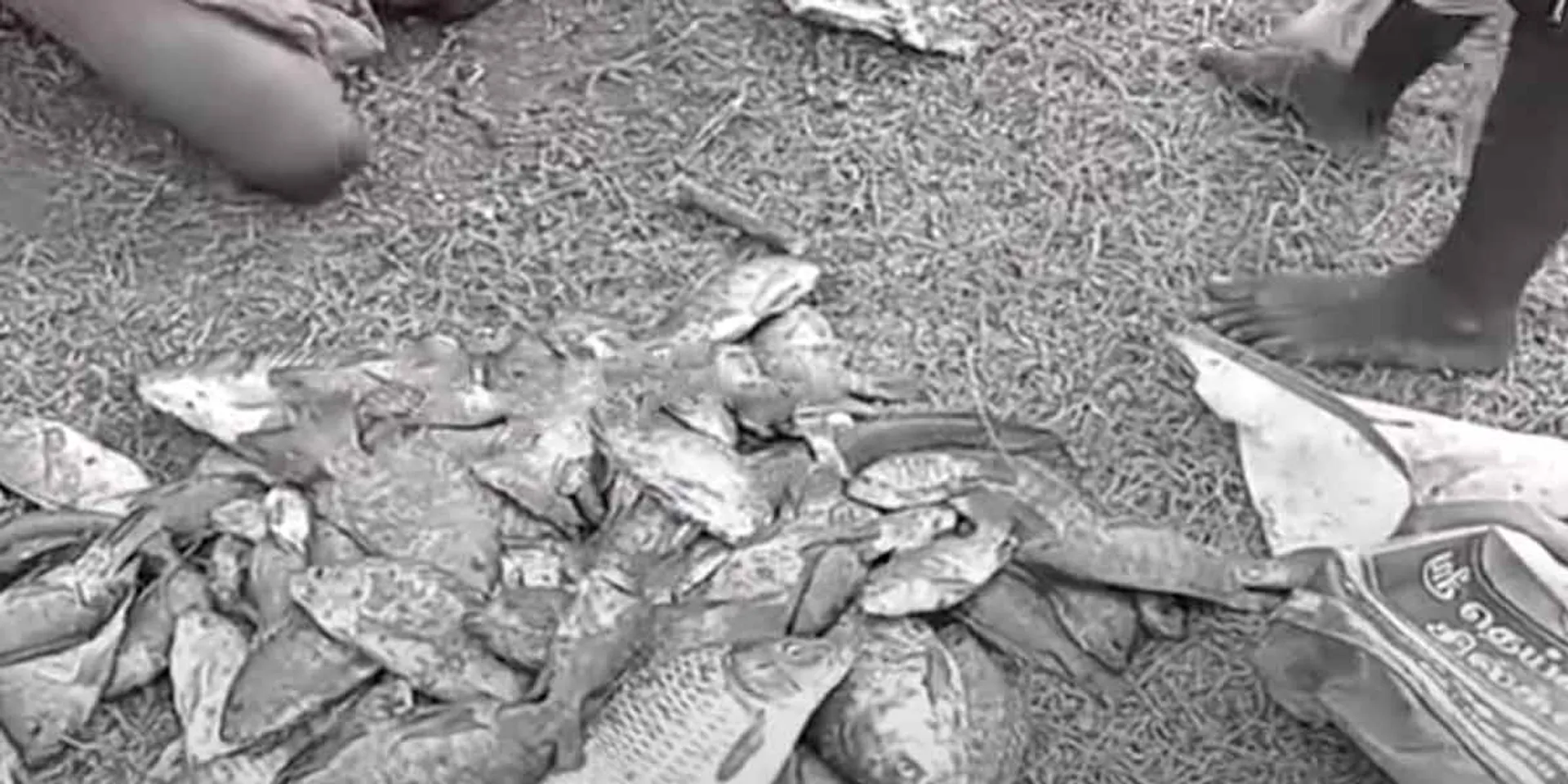 Atrocity in Rajapalayam; viral video 