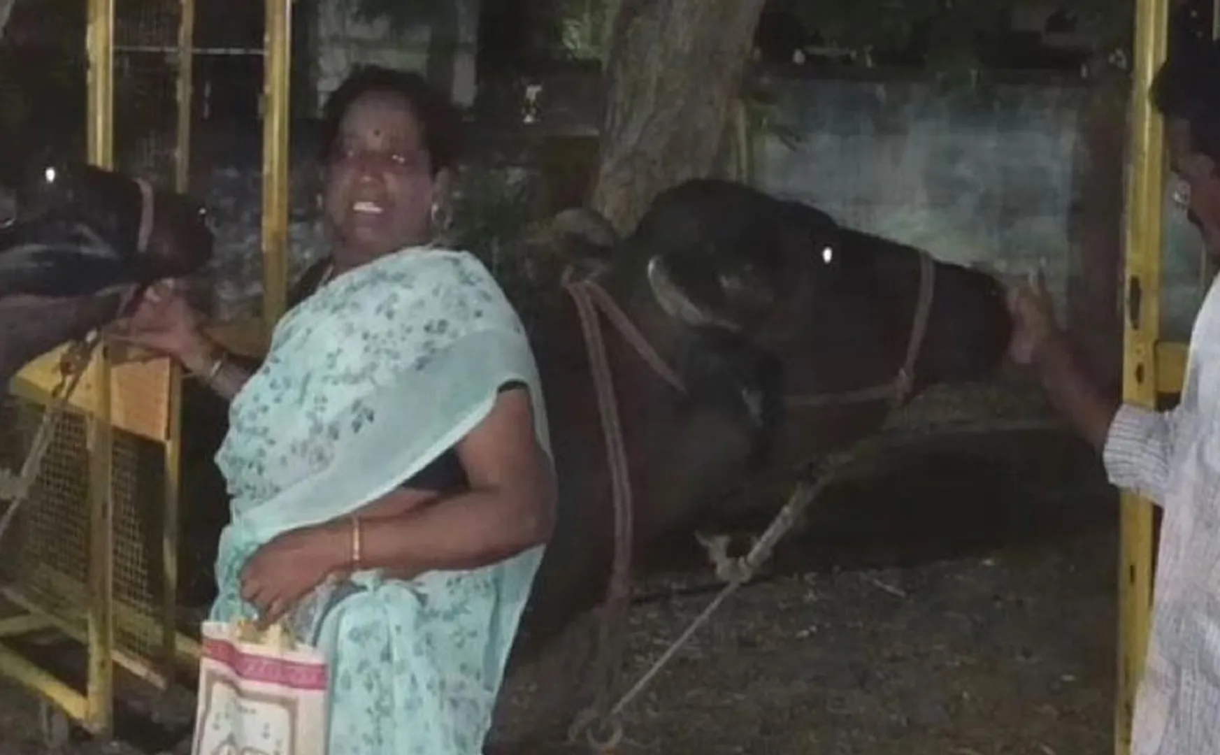 buffalo issue near Kattumannarkoil