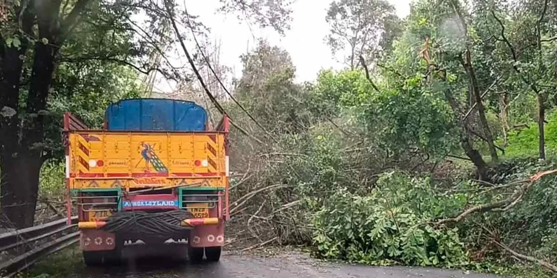 A bamboo tree fell down on the road, affecting traffic