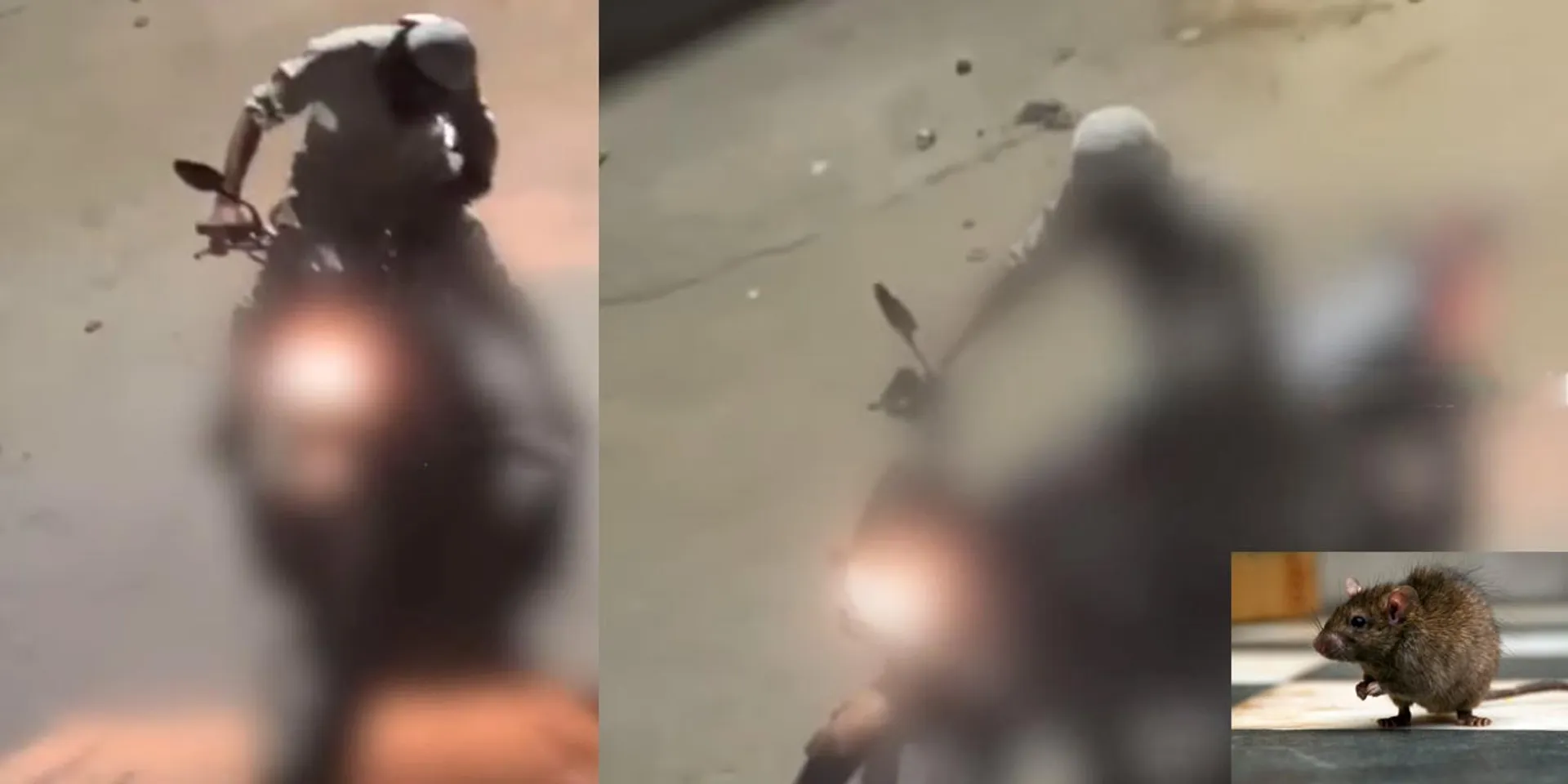 Rat incident ; youth arrested