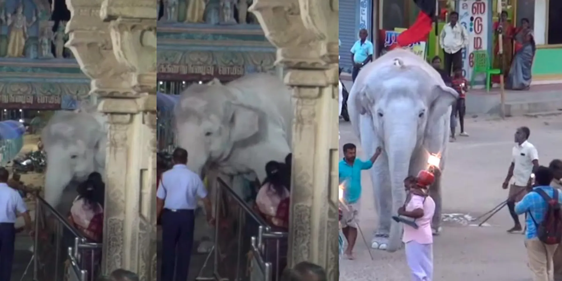 The temple elephant was irritated by the pericardial noise; Bagan managed to take it
