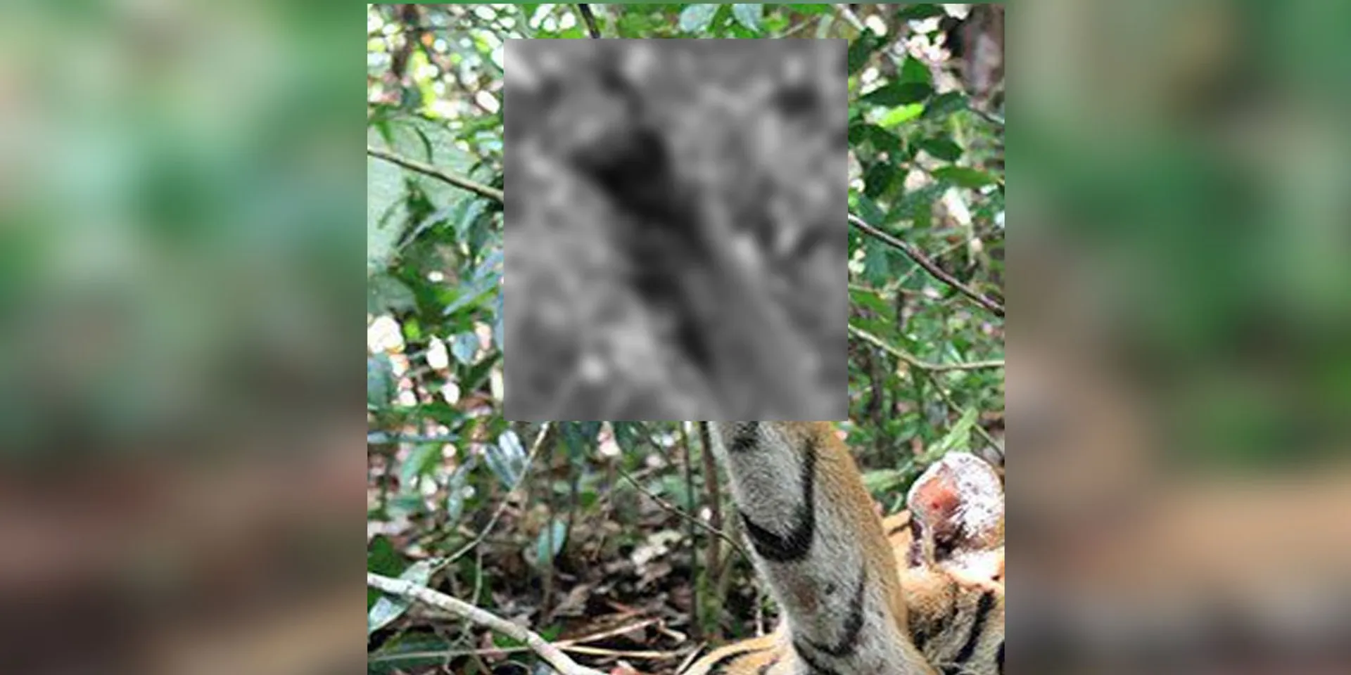 Tiger after getting caught in short wire; 7 people, including a boy, were arrested