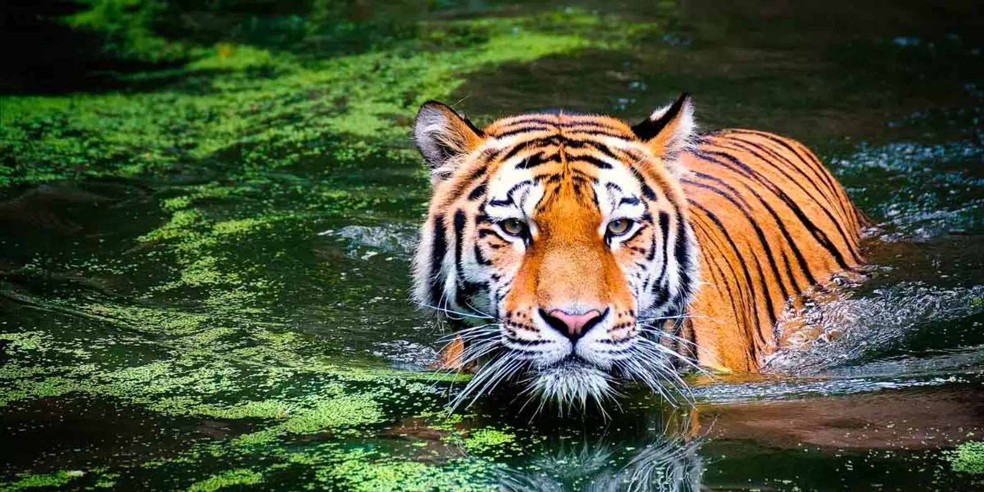 Are there so many tigers in India? New information released on Tiger Day