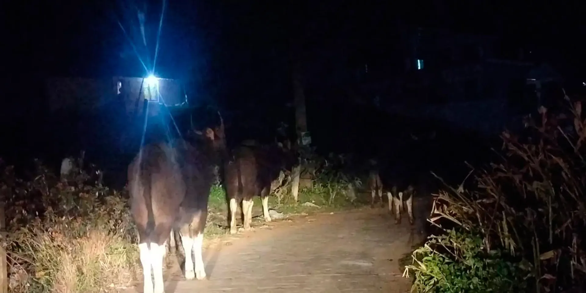 Wildebeest herd encroaching on roadsides- forest department warns