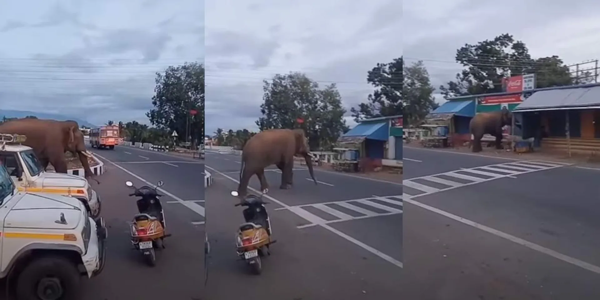 A wild elephant casually crossing the road; People frozen in fear