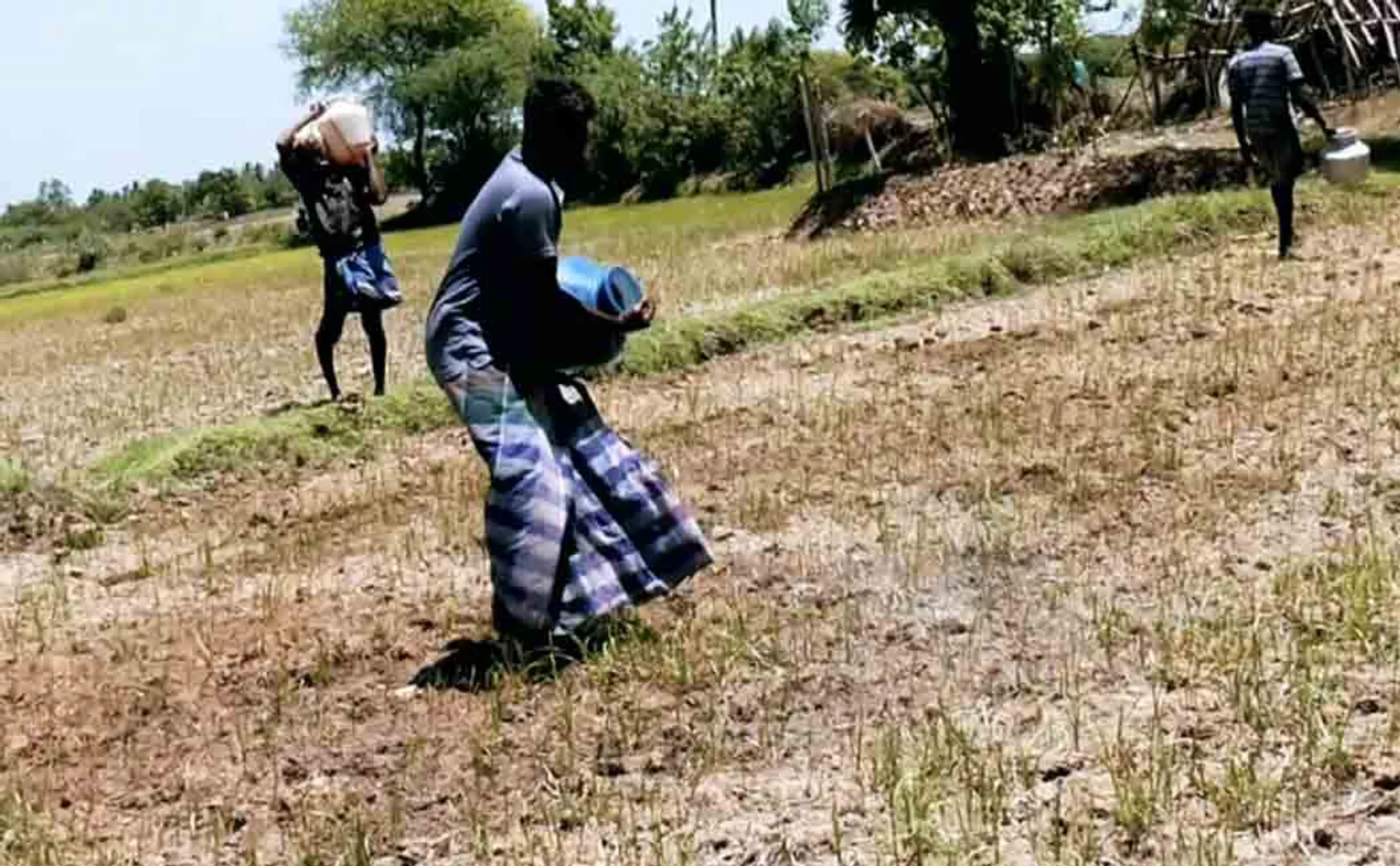 Delta farmers who pour water  to their distressed crops