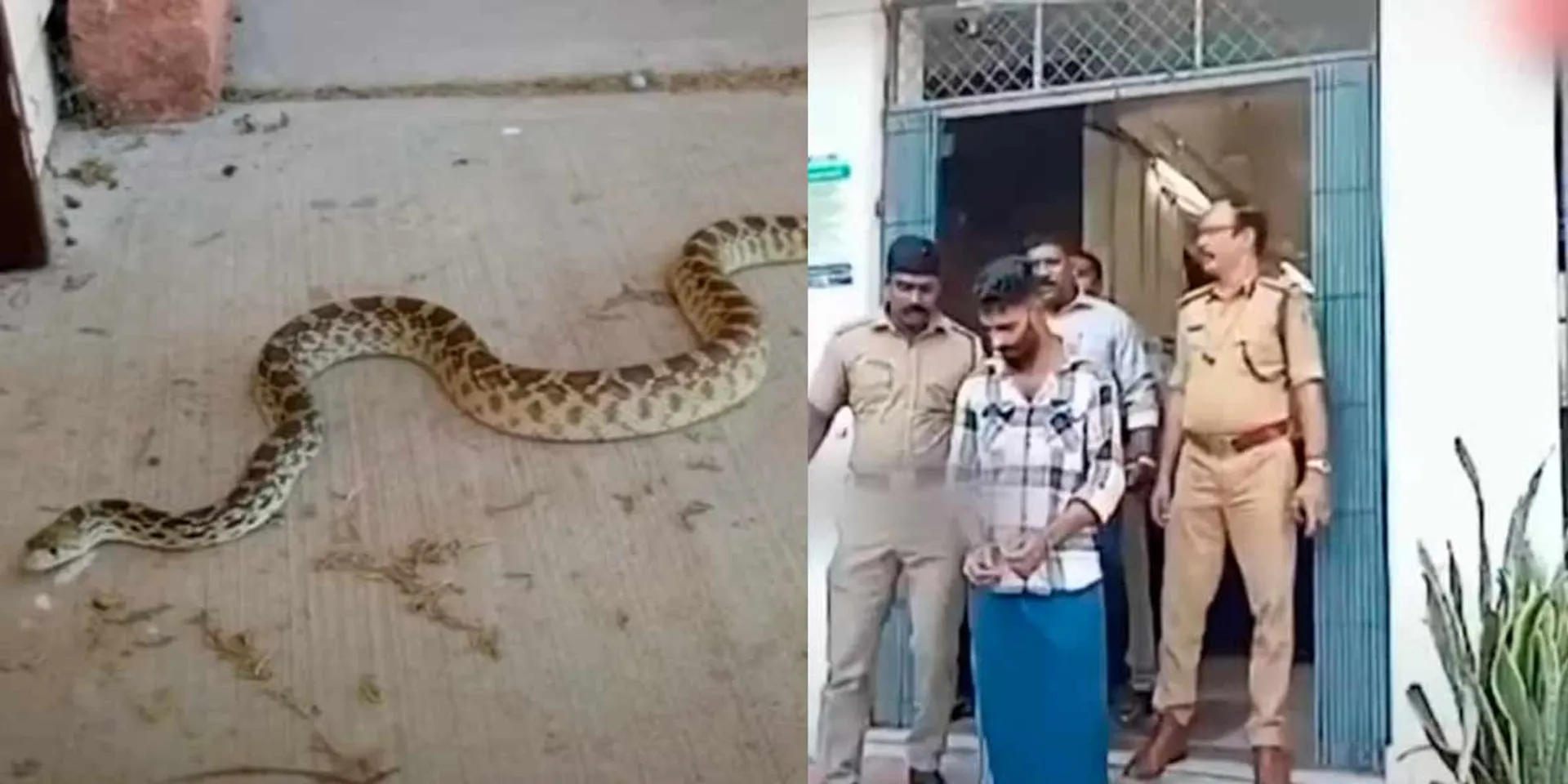 'Don't behave like that to my daughter'- father arrested for trying to bite snake