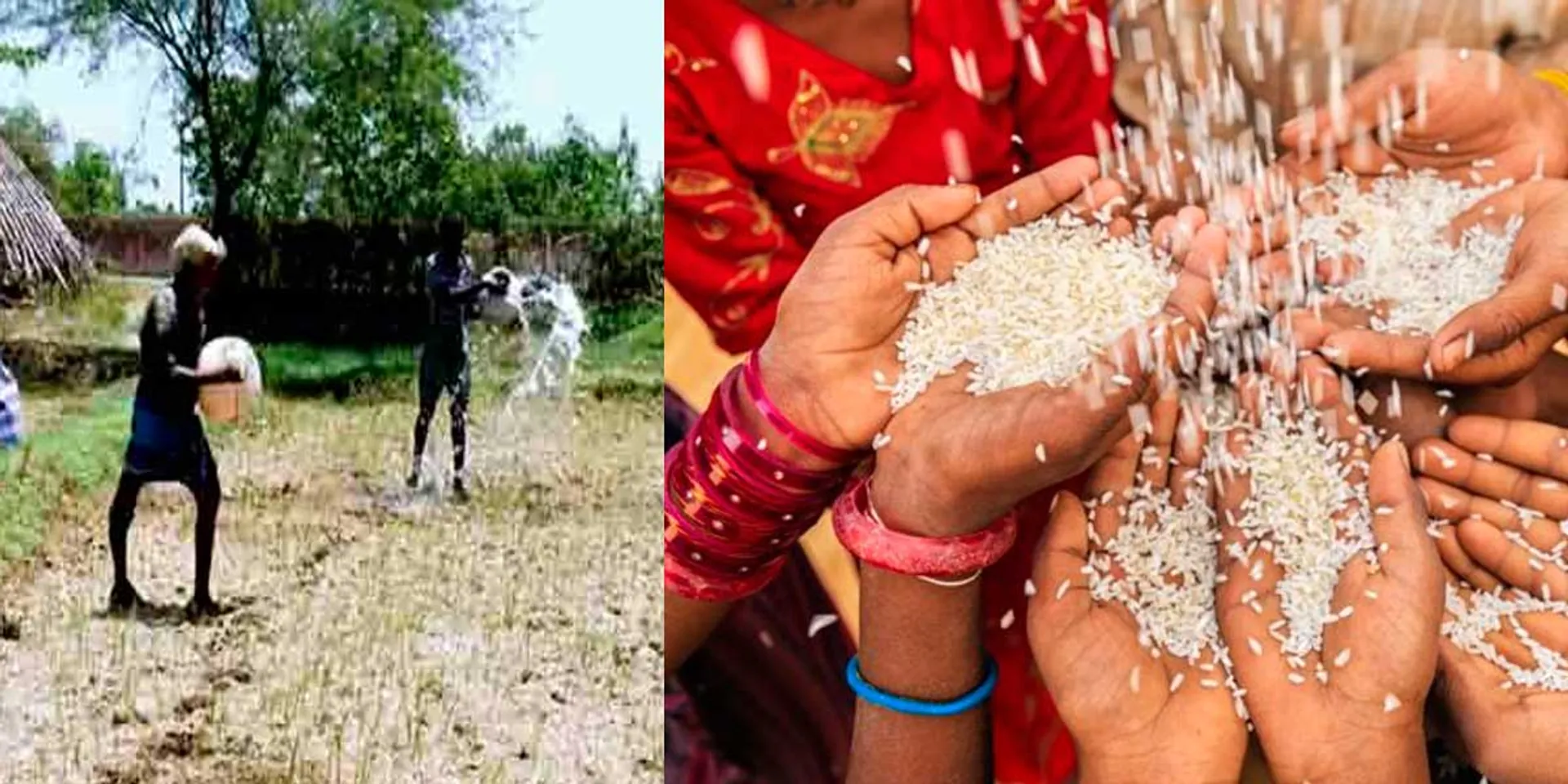  'Rice price to rise by 30 rupees per kg'-Rice Mill Owners Association shocked