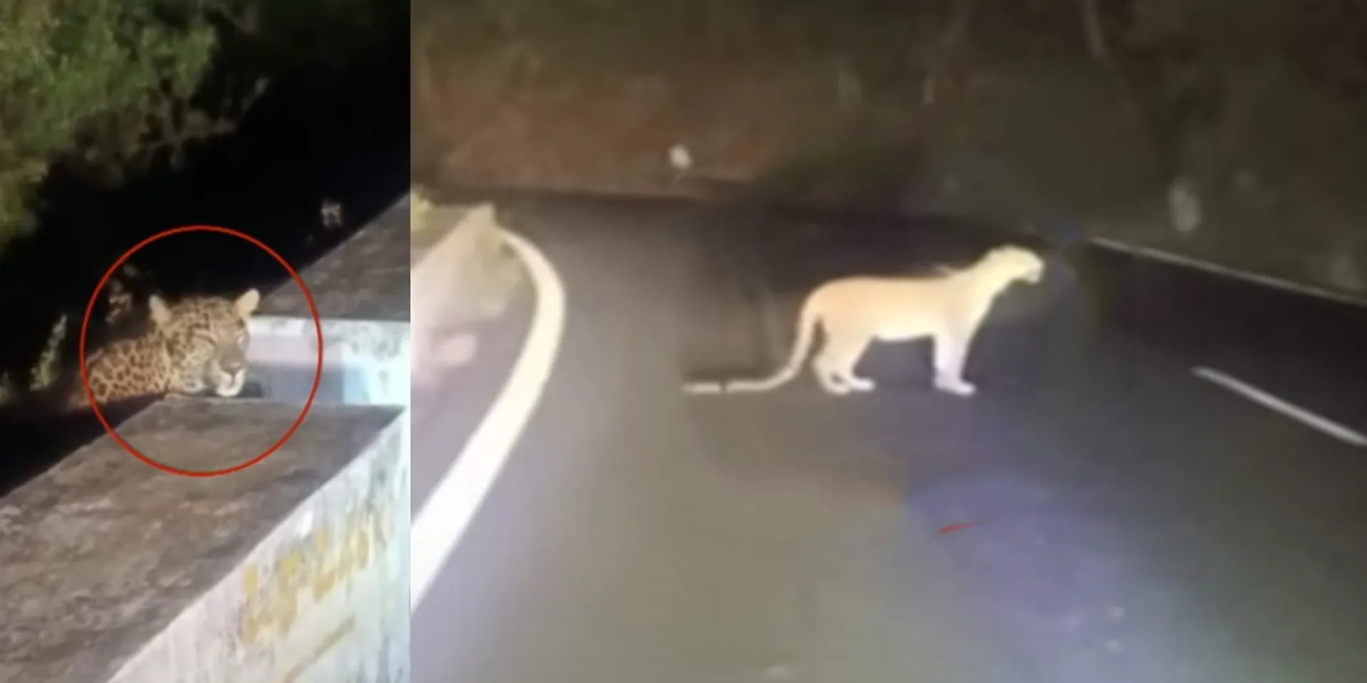 A leopard roaming the road; A viral video