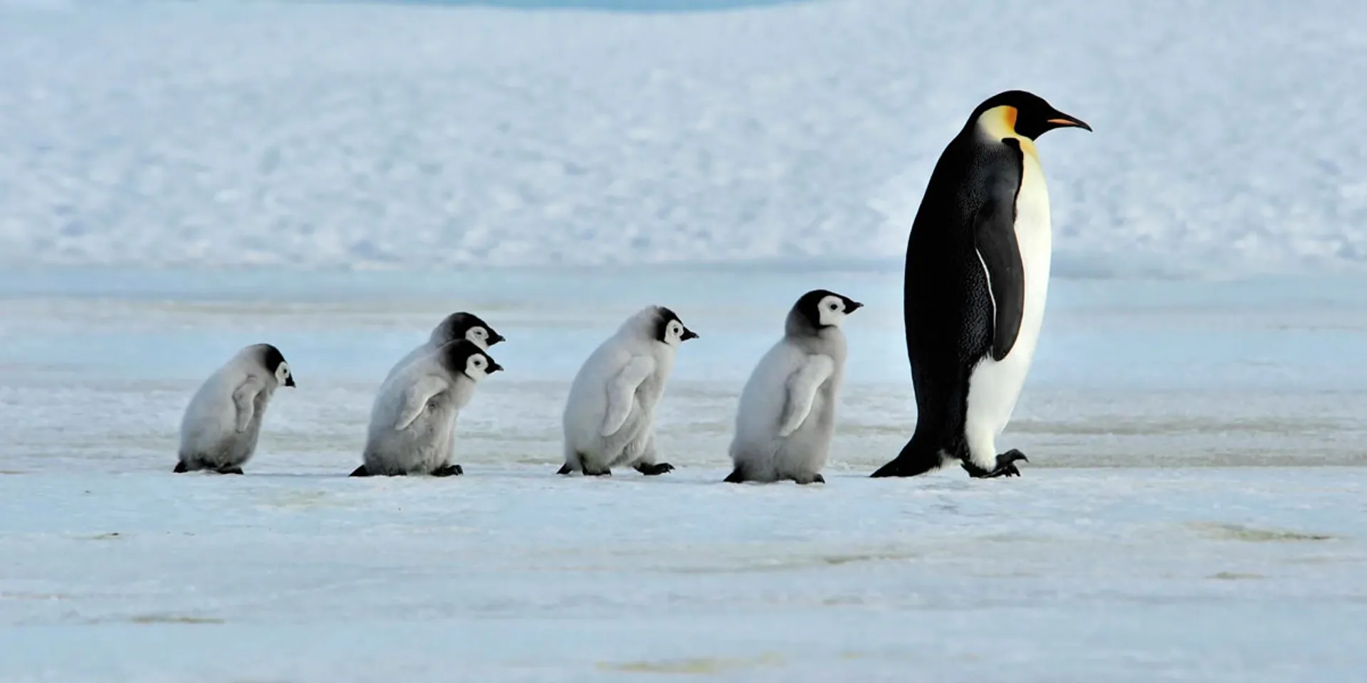 'If things continue like this, there will be no penguins by 2035'-researchers are shocked