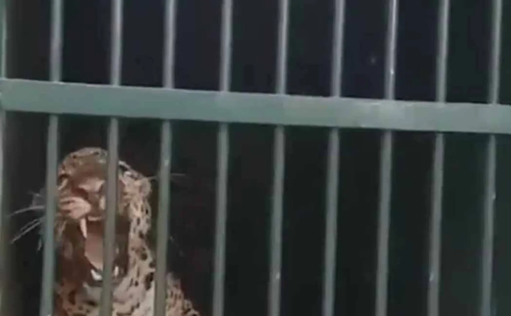 One more leopard move on the turn Devotees are shocked