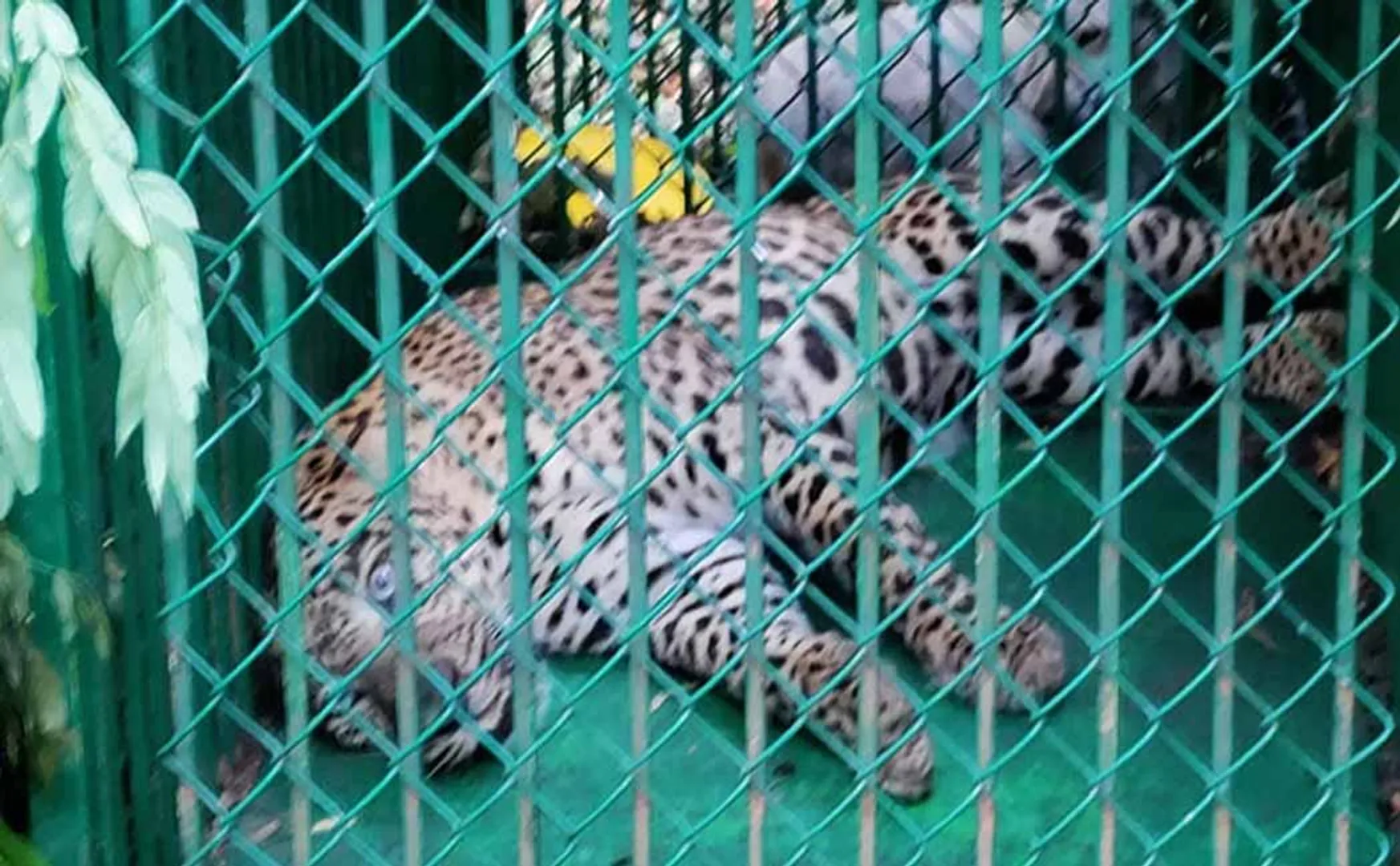 Another leopard caught in Tirupati