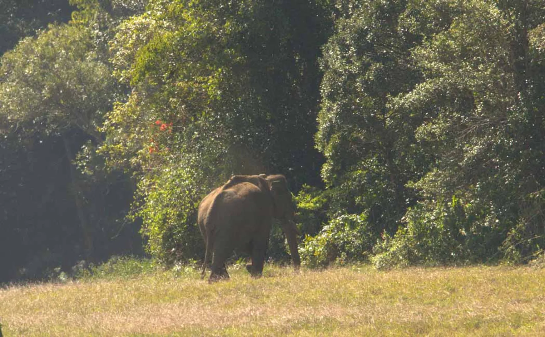 Arisikkomban elephant is healthy Forest Department
