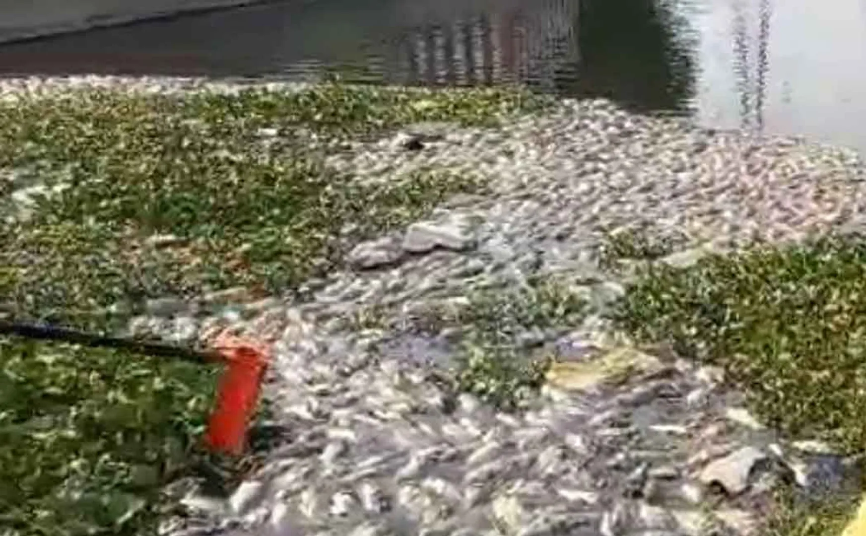Tons of dead floating fish! Thiruvekkadai is surrounded by stench!