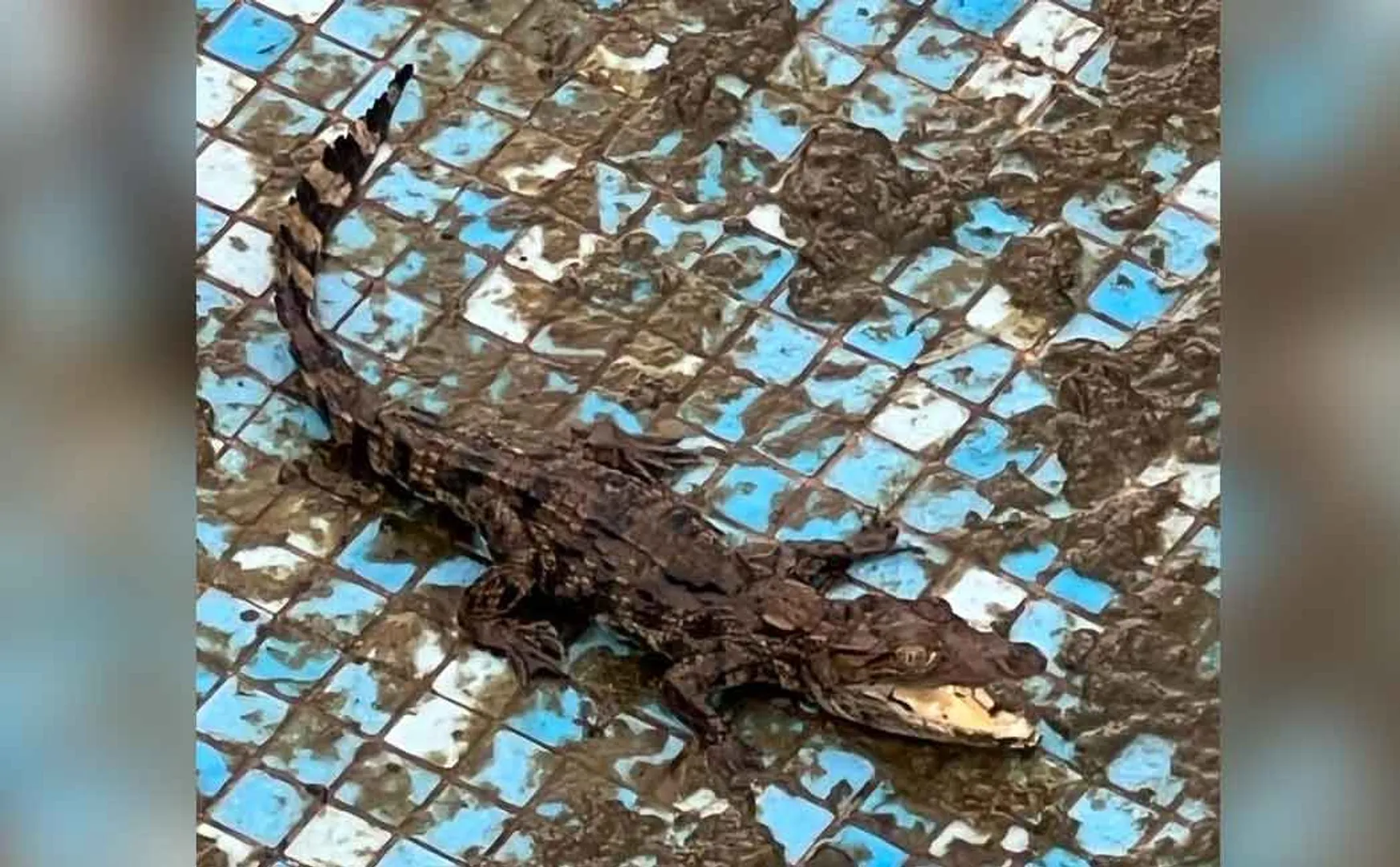 Crocodile in old actor Balaiah's Grandson house 