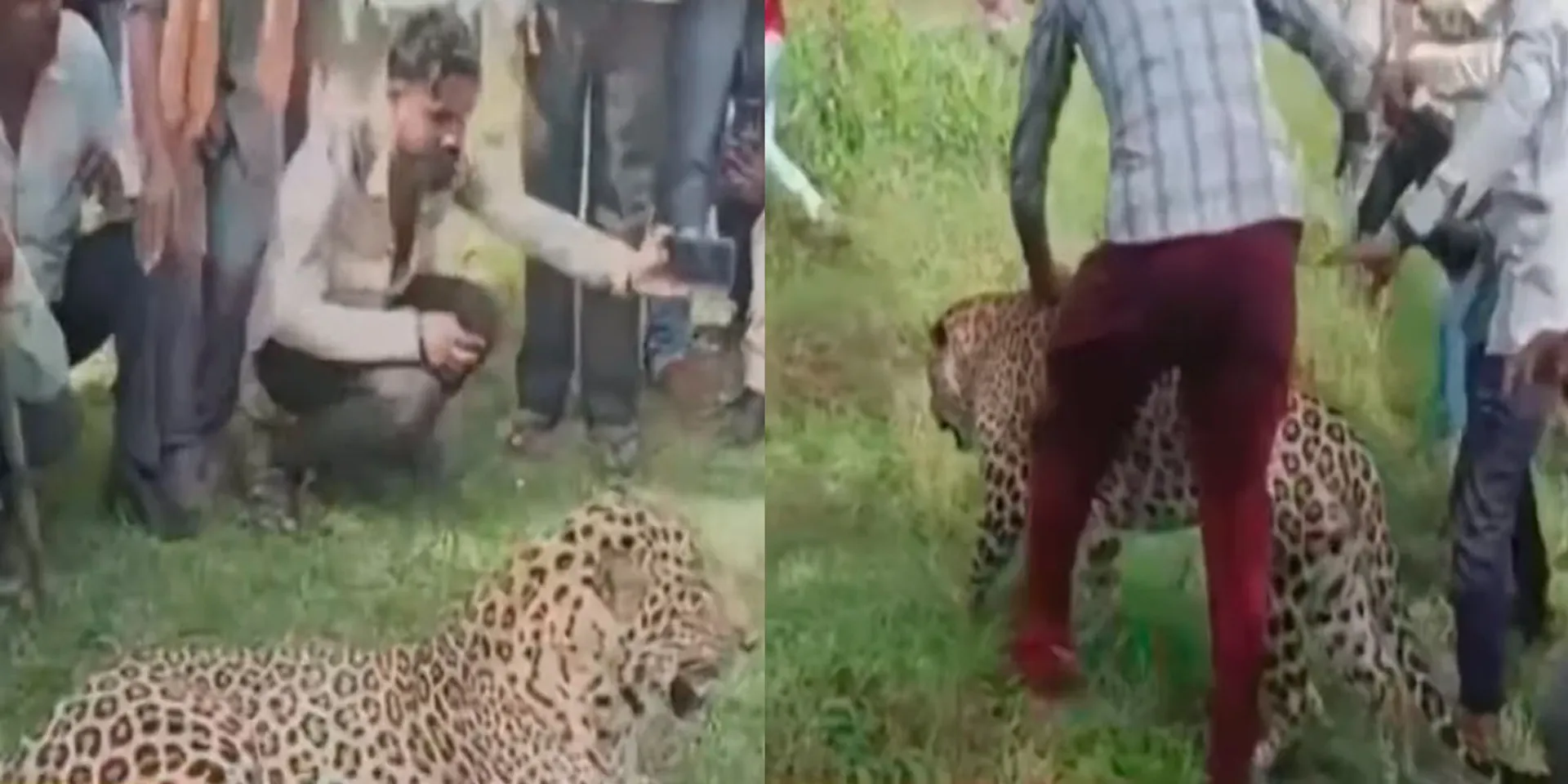 A leopard suffering from a rare disease; Villagers playing catch like kittens
